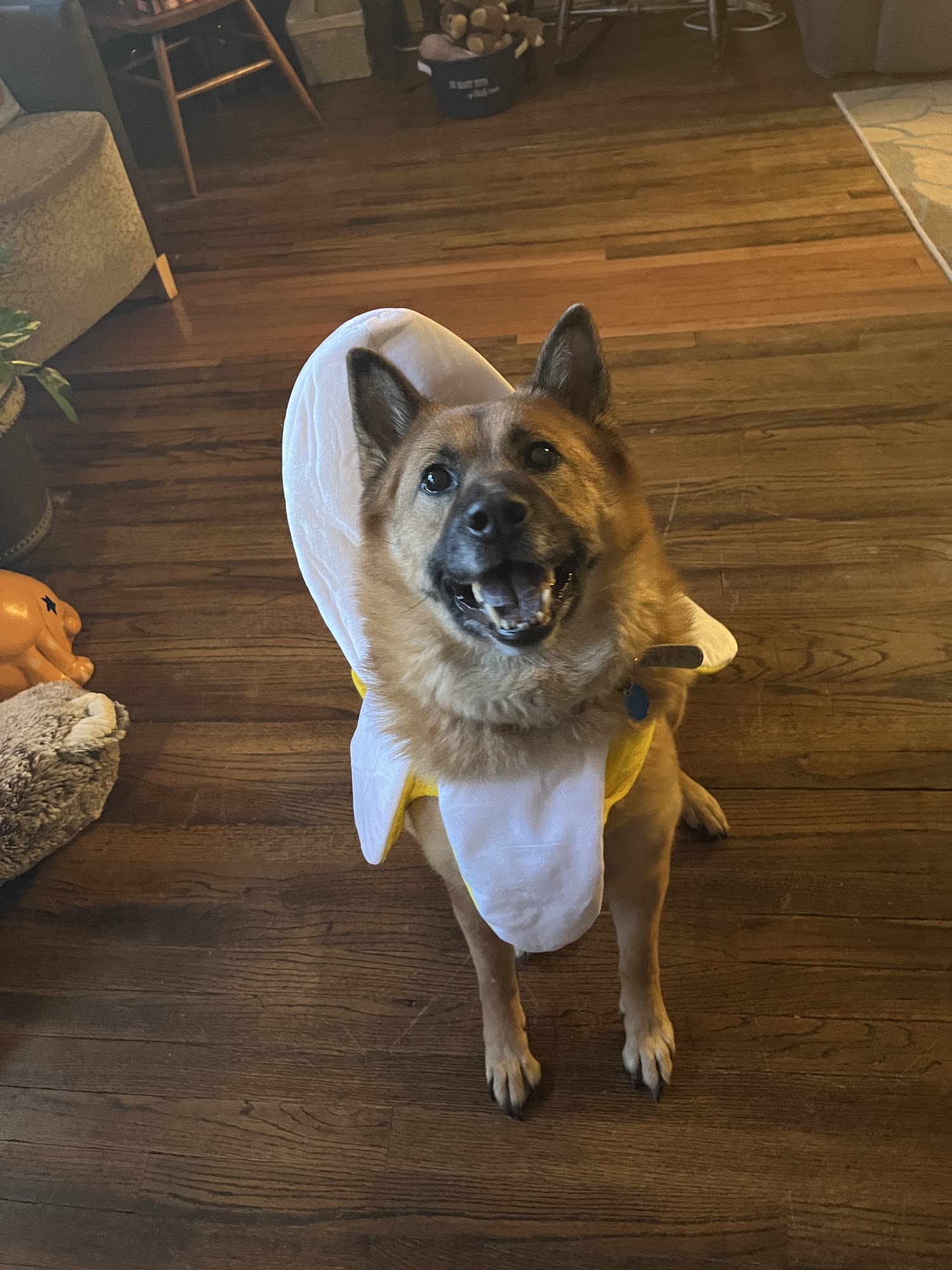 Veterinary Medical Clinic Sterling