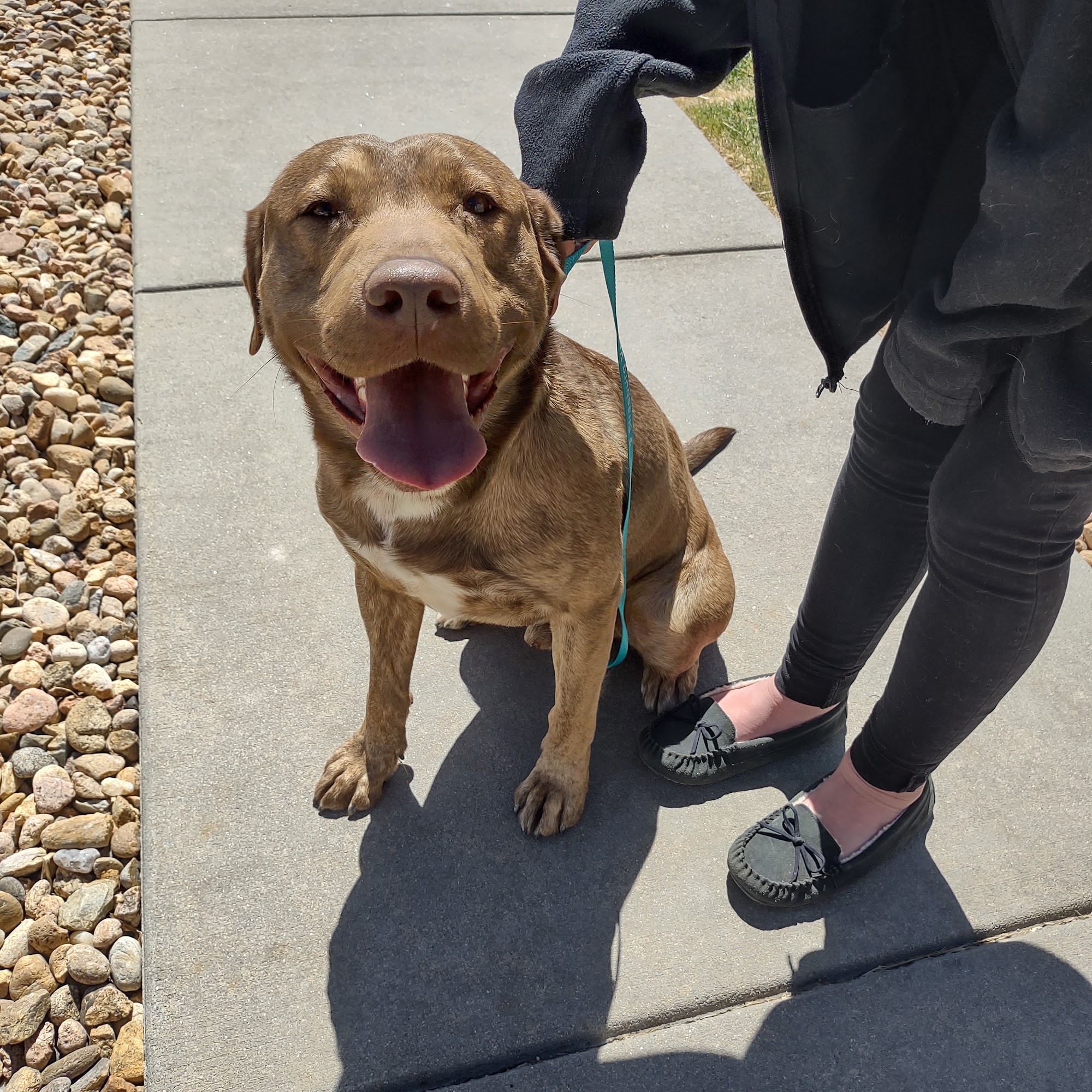 Strasburg Veterinary Clinic Strasburg