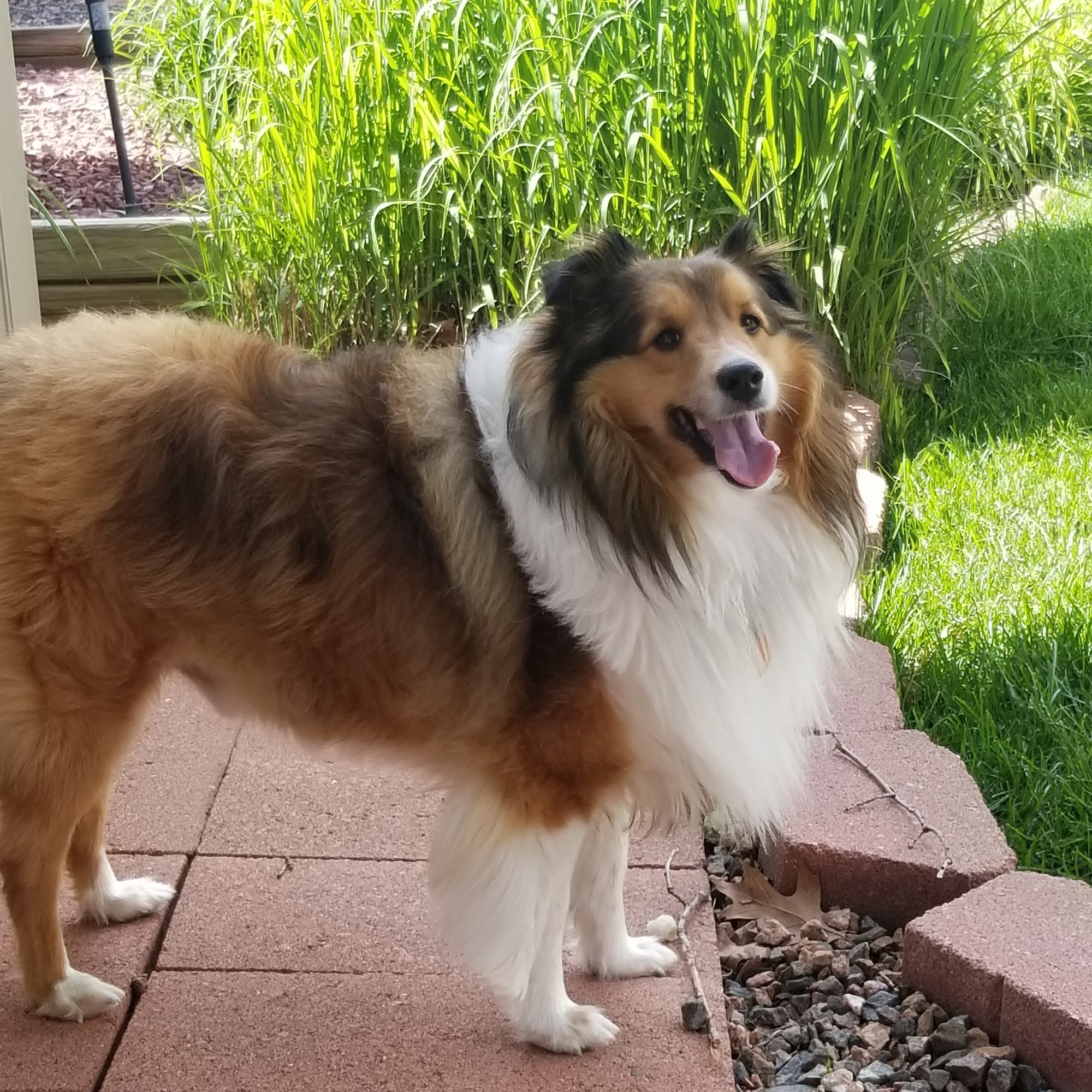 Green Family Kennel Strasburg