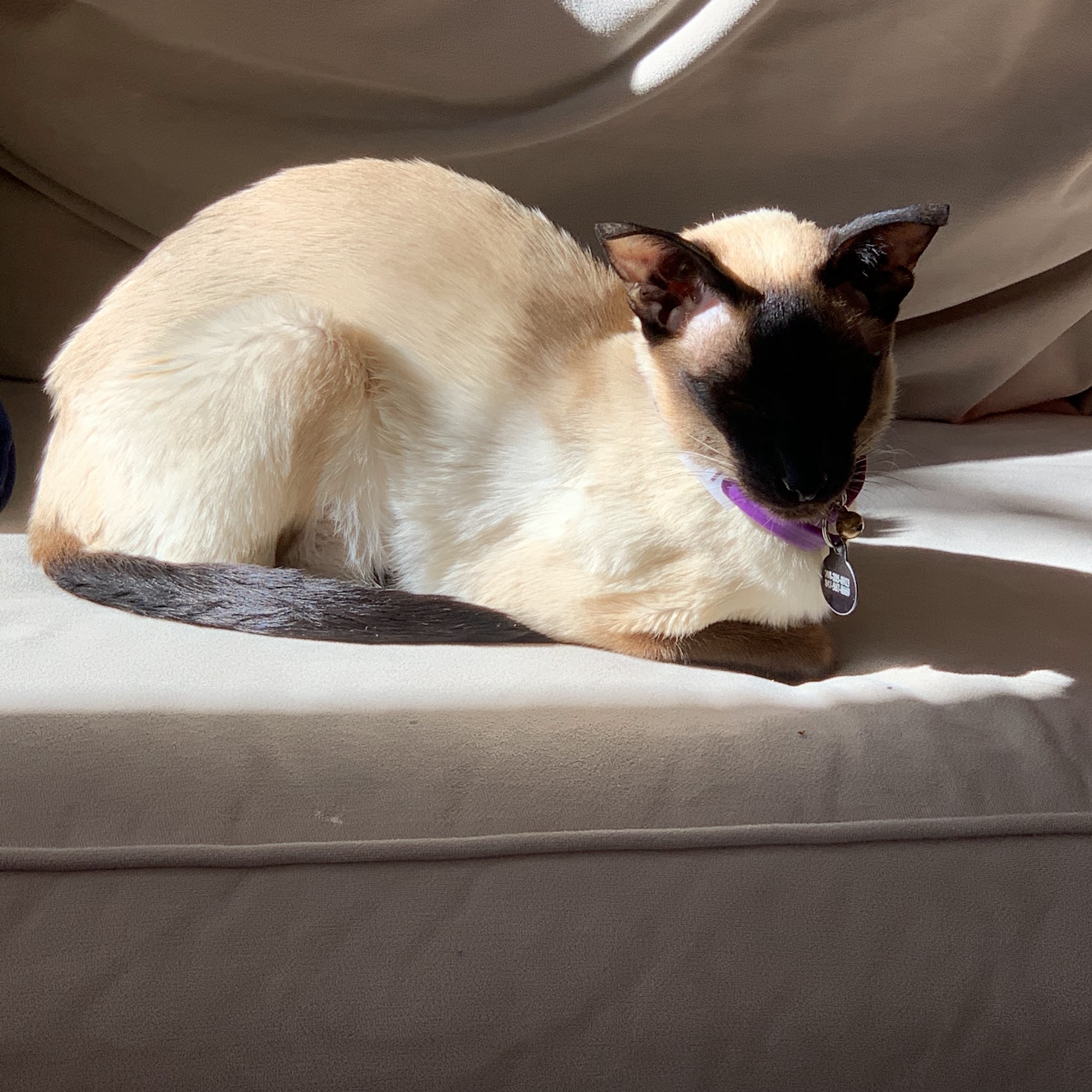 Animal Hospital of Telluride Telluride