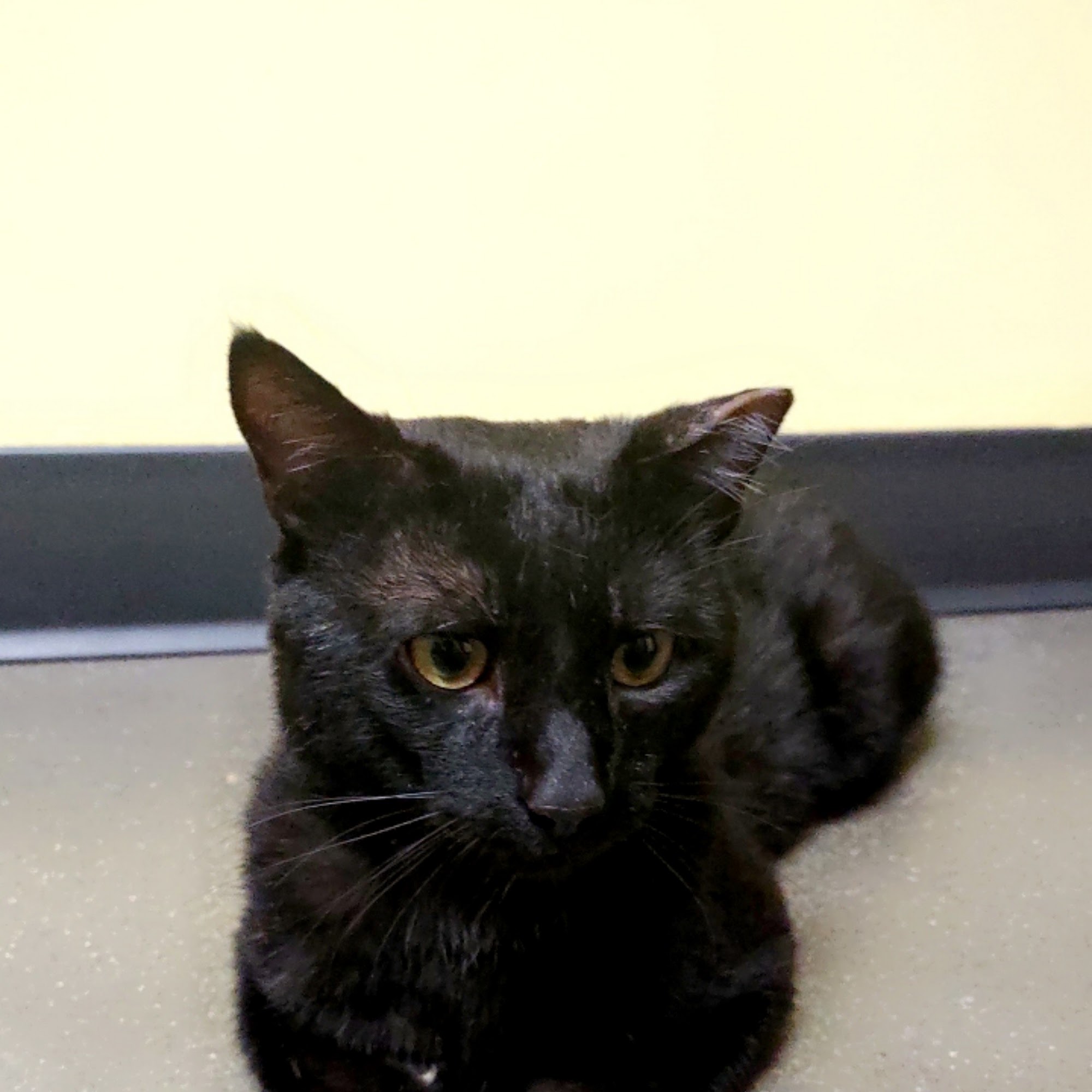 Guardian Angel Veterinary Care Thornton