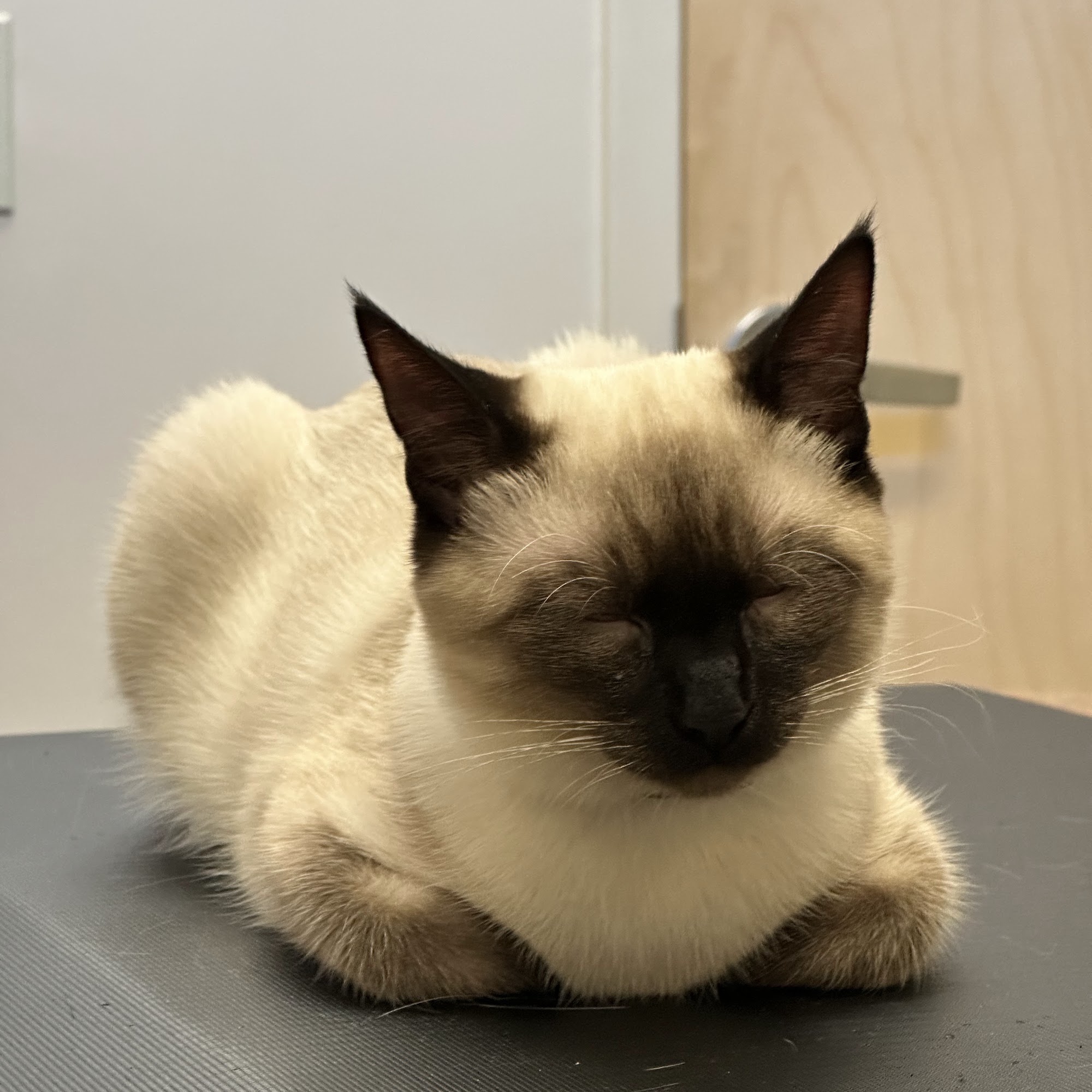 Caring Hands Veterinary Hospital Thornton