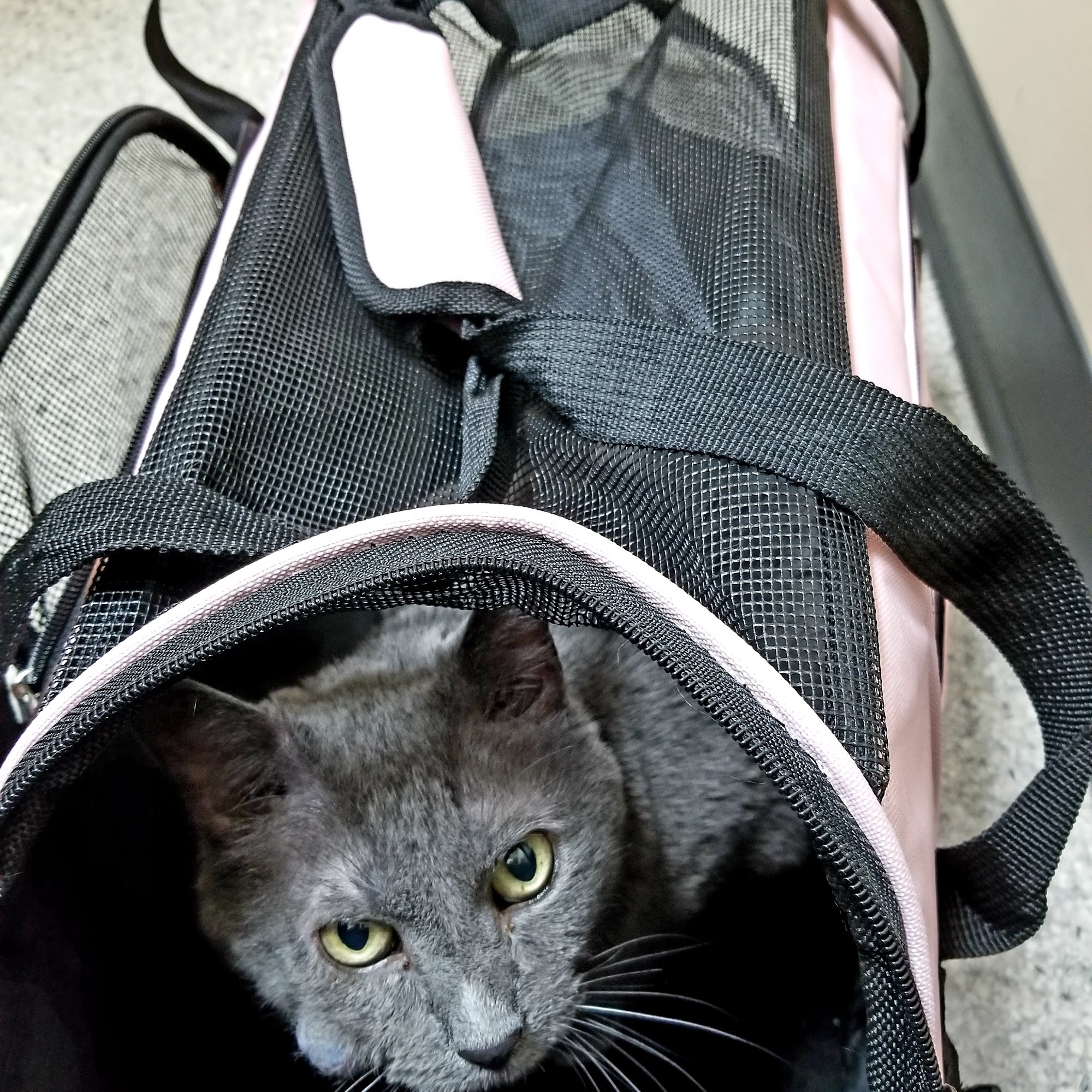 Community Pet Hospital, Riverdale Thornton