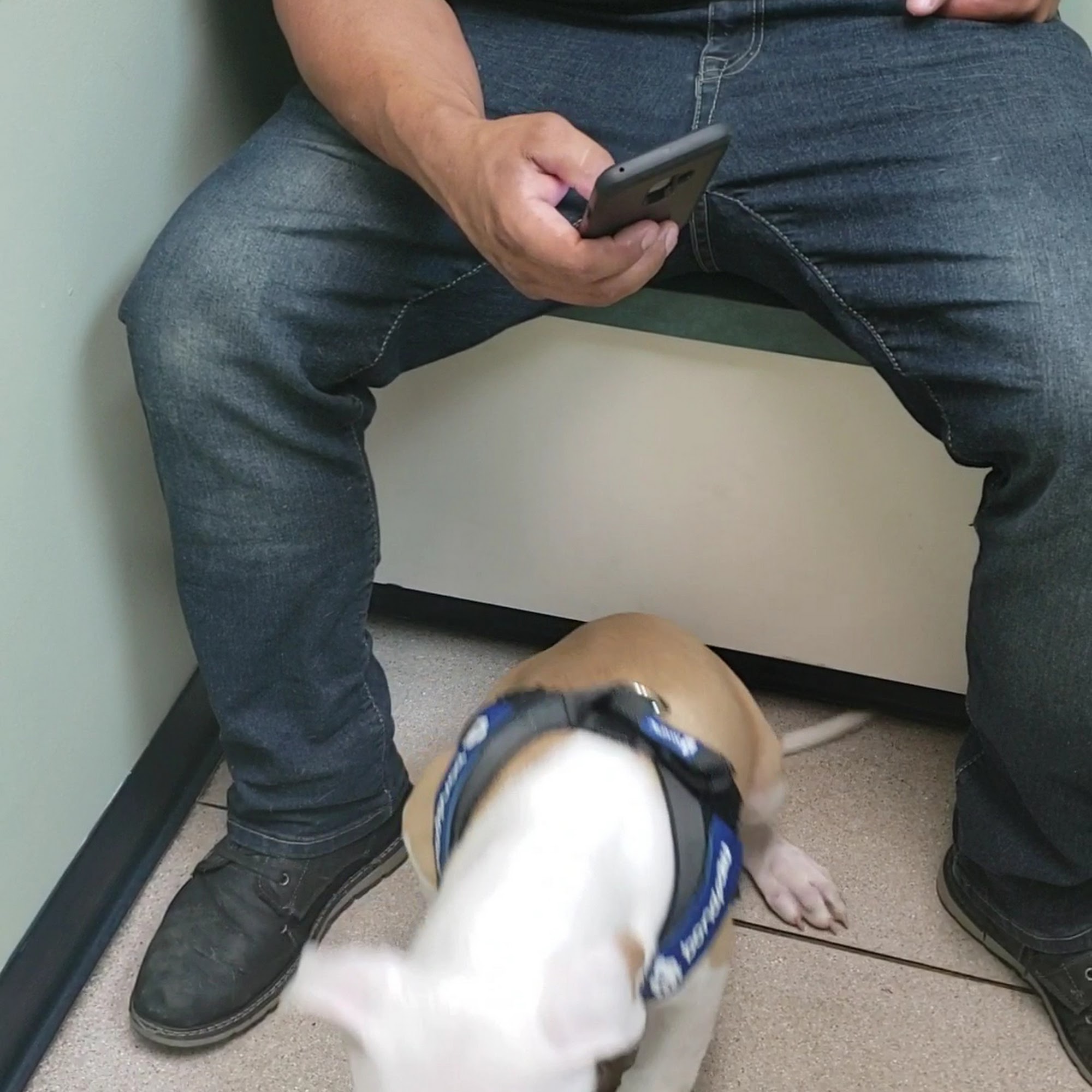 Huron Animal Hospital Thornton