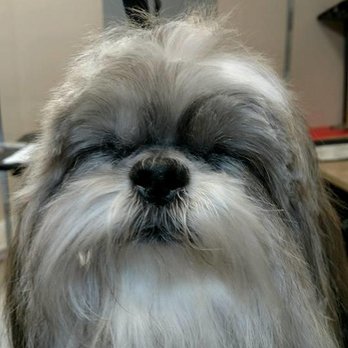 Adorable Dog Grooming Thornton