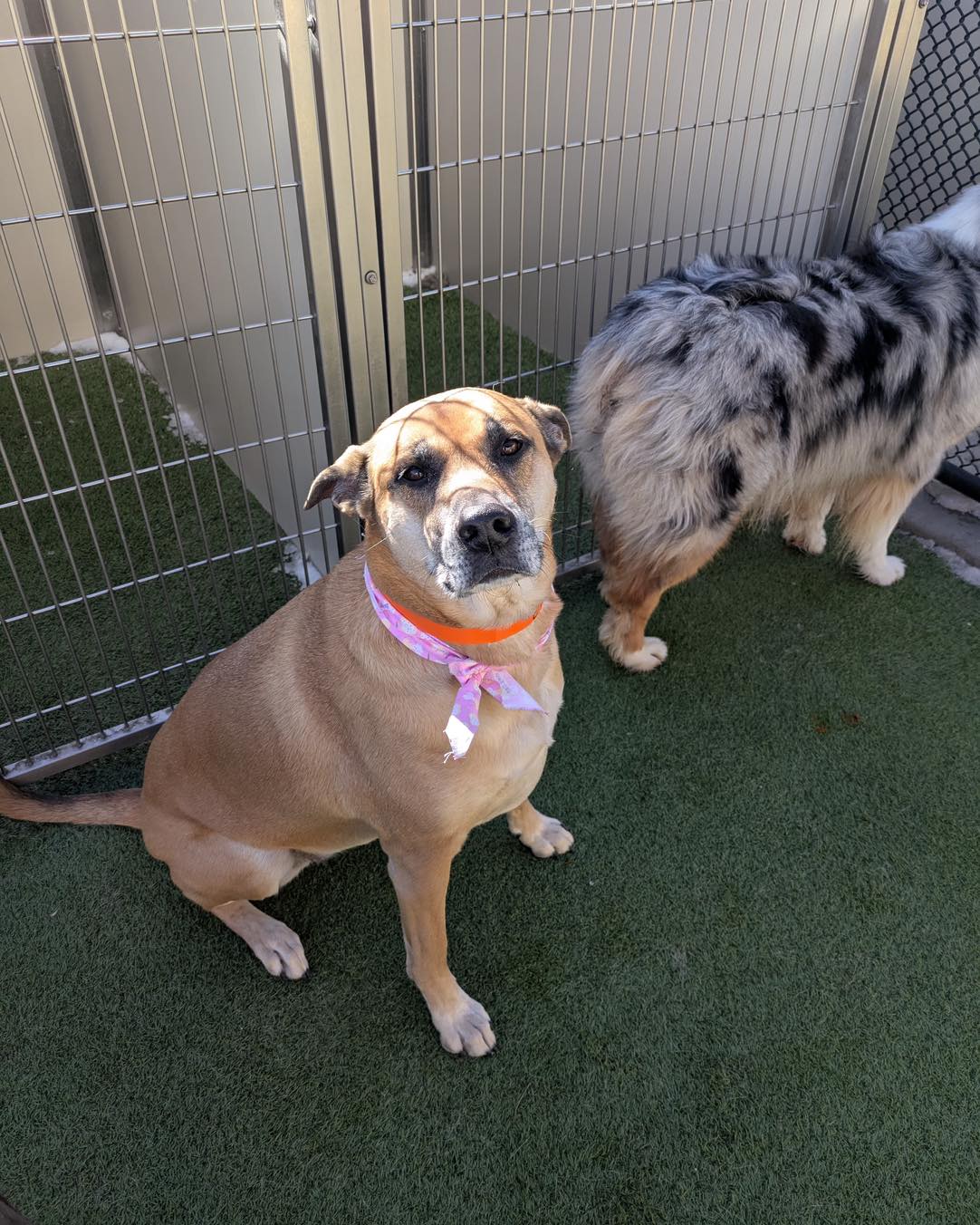 City Bark Thornton Thornton