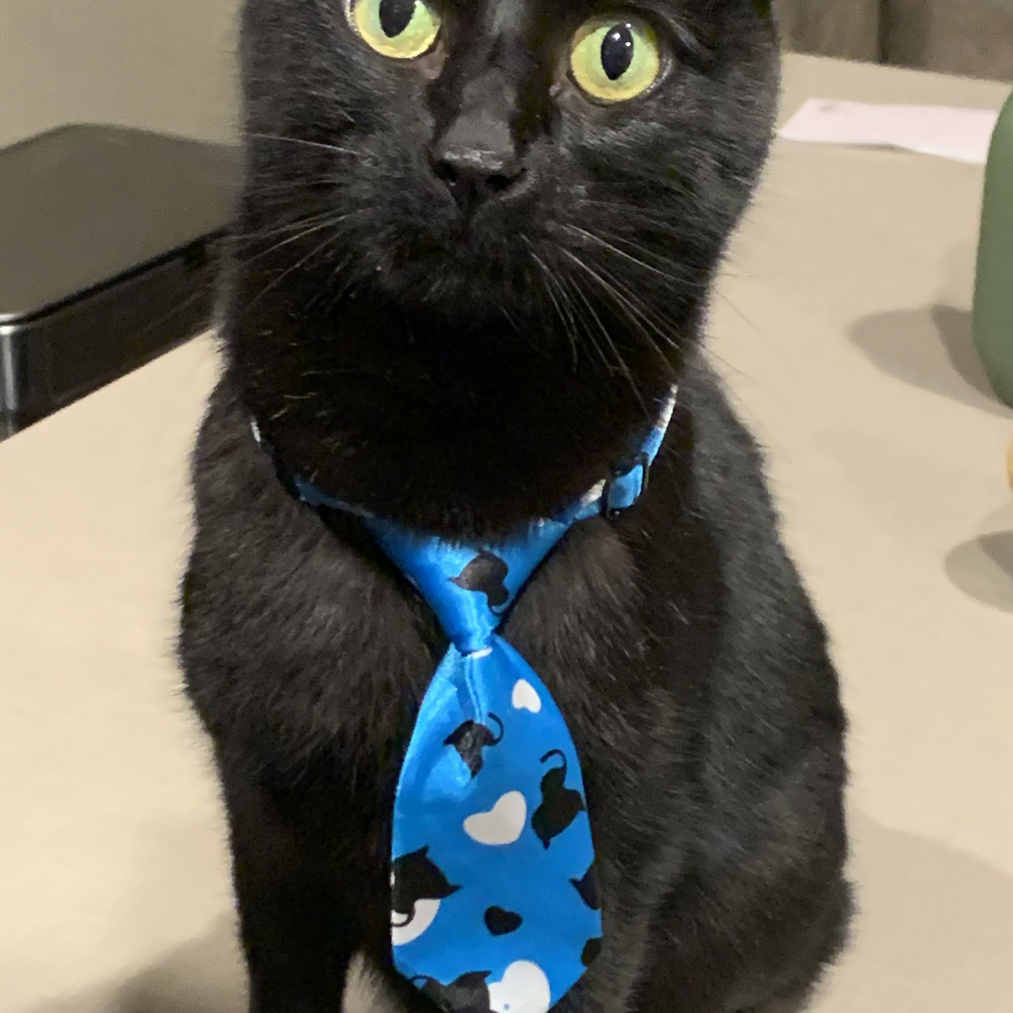 Furzzaflyin Pet Salon Thornton