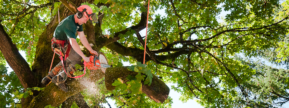 Arbor Tree Care
