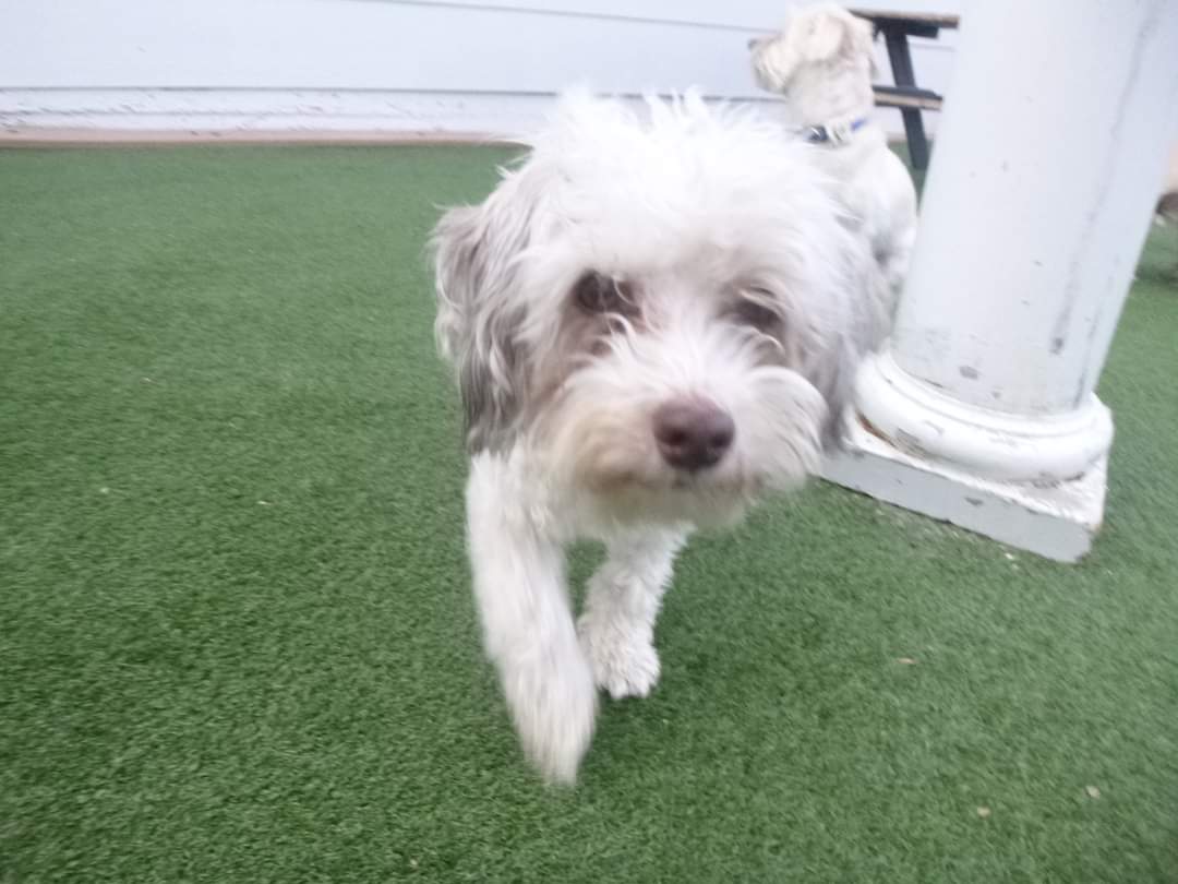 Shylo Country Club for Dogs Watkins