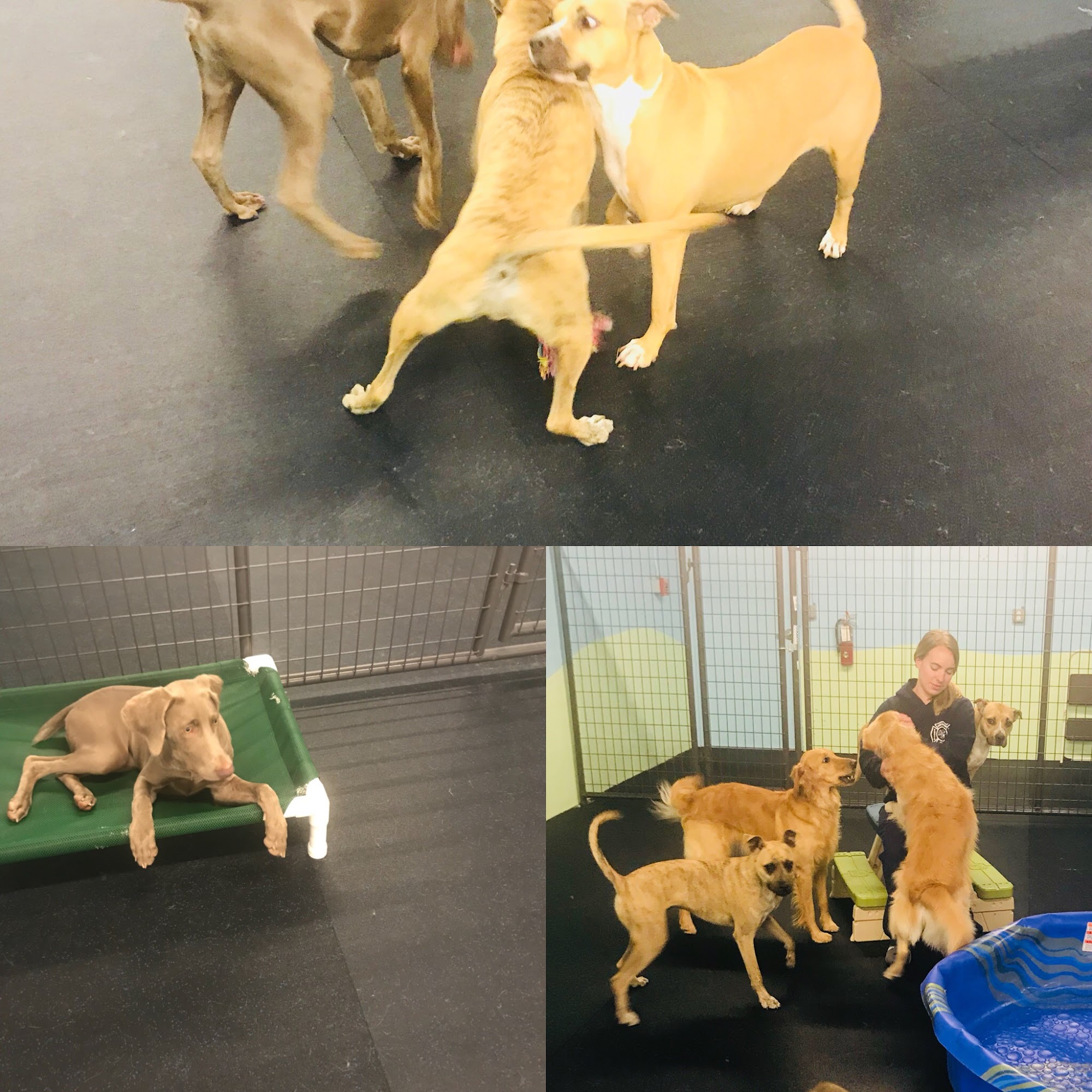 Wellington Veterinary Hospital Wellington