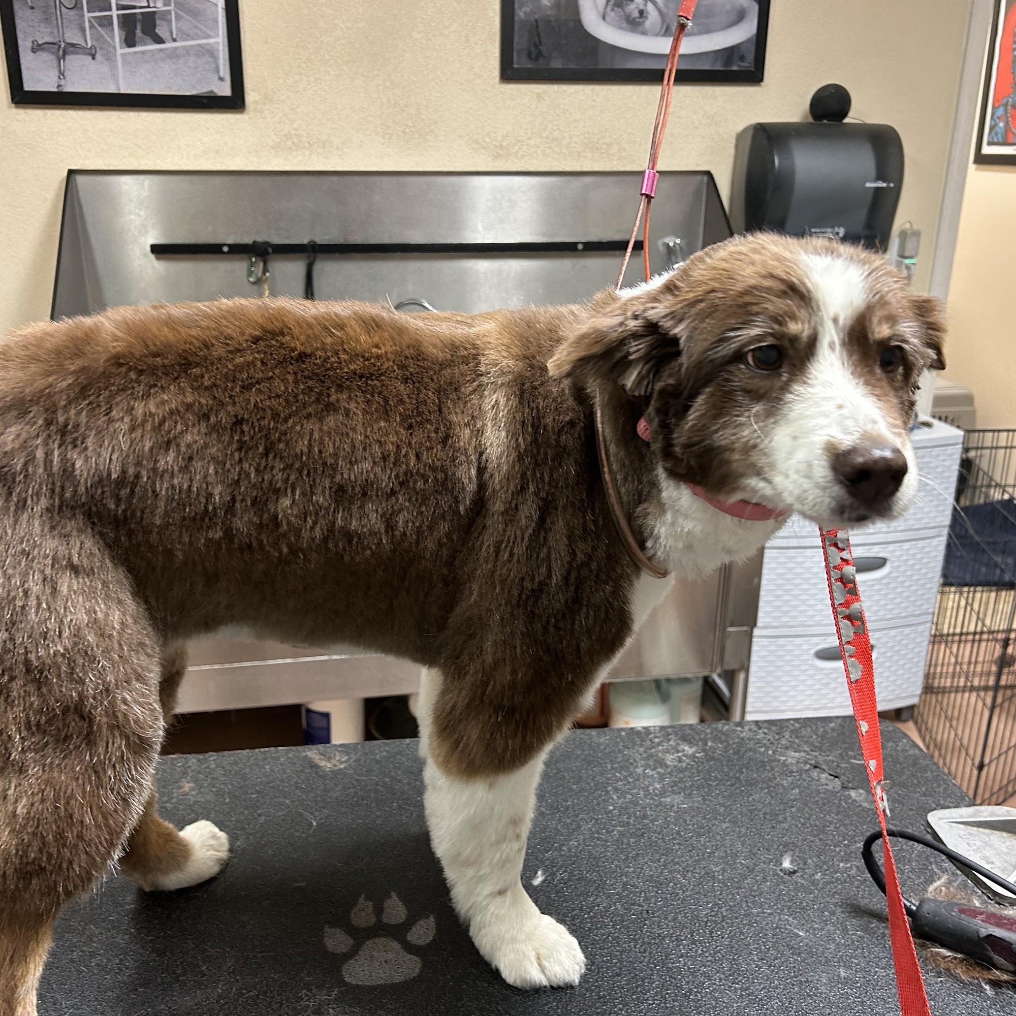 Tabby Road Animal Hospital Wellington