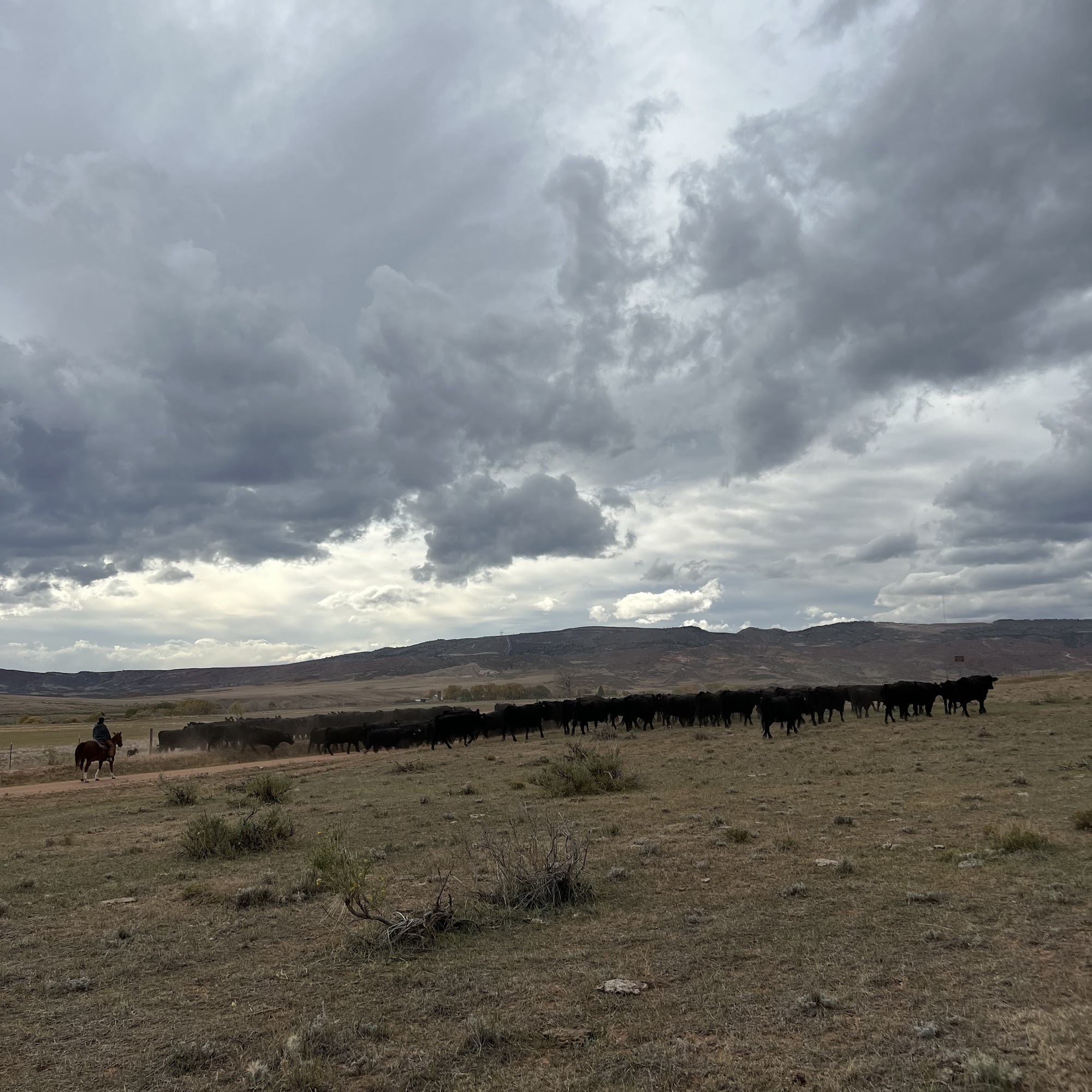 Ackerman Farms, Inc. Wellington