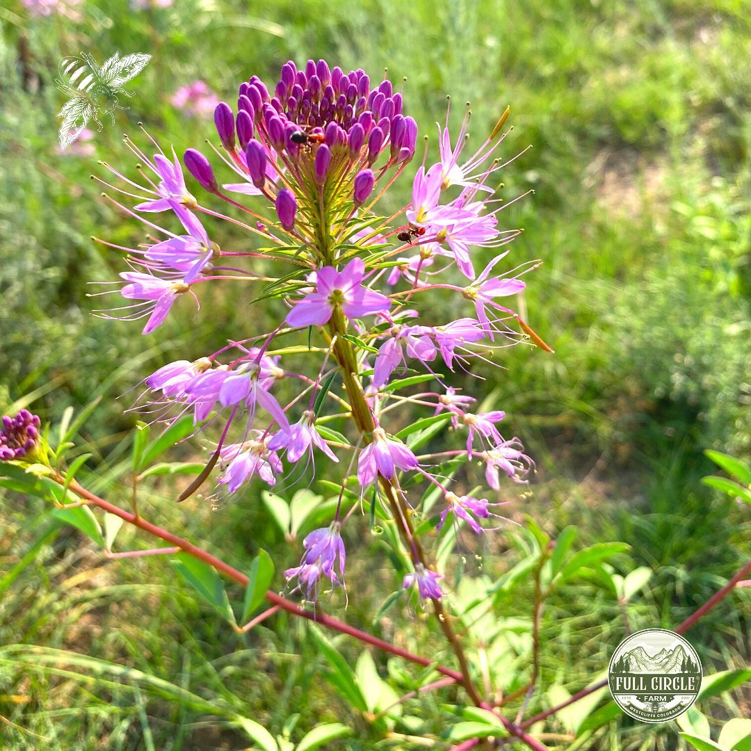 Full Circle Wellness