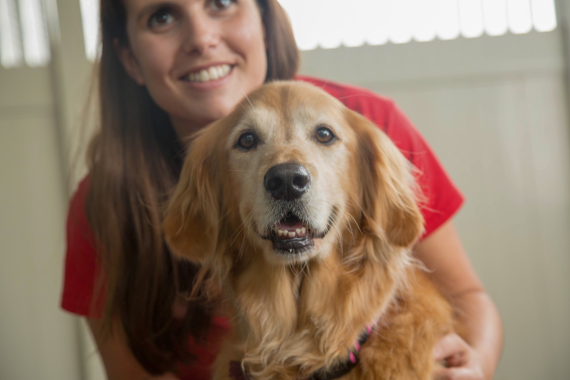 Camp Bow Wow Westminster Westminster