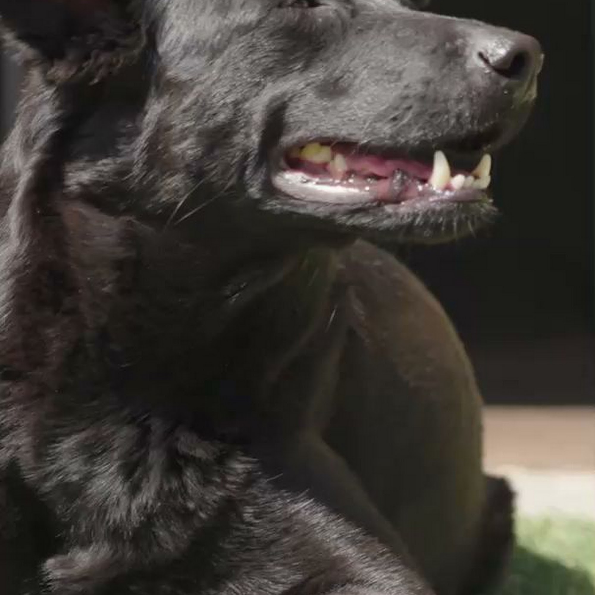 Church Ranch Veterinary Center Westminster