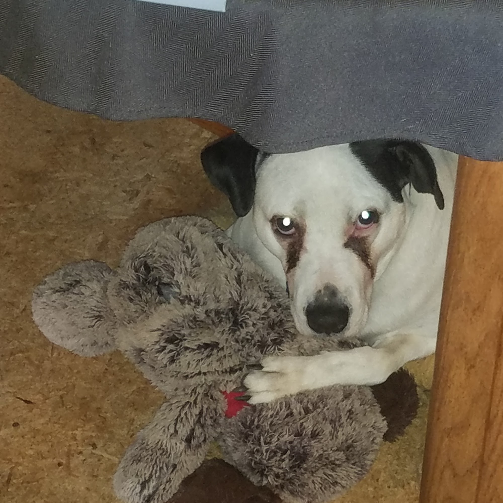 Paws and Claws Veterinary Clinic Westminster