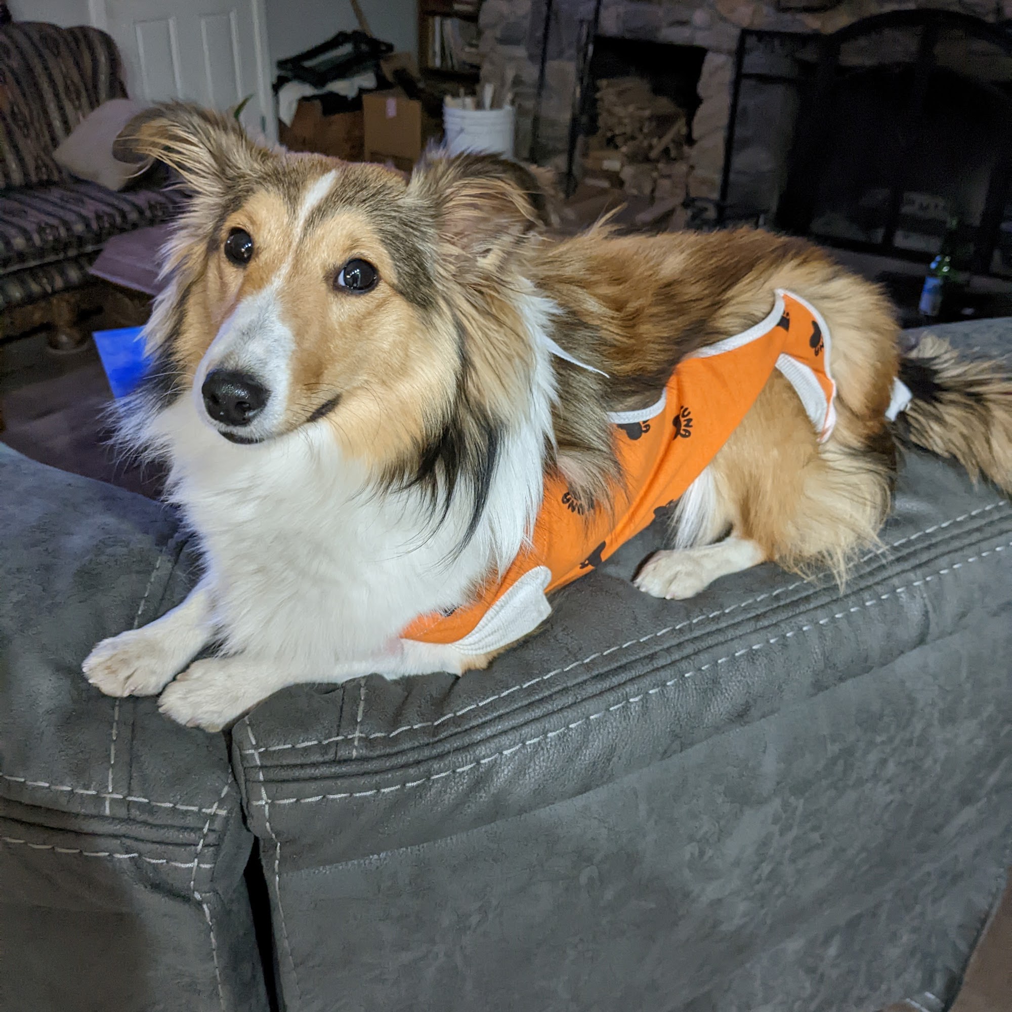 Orchard Veterinary Medical Center Inc Westminster