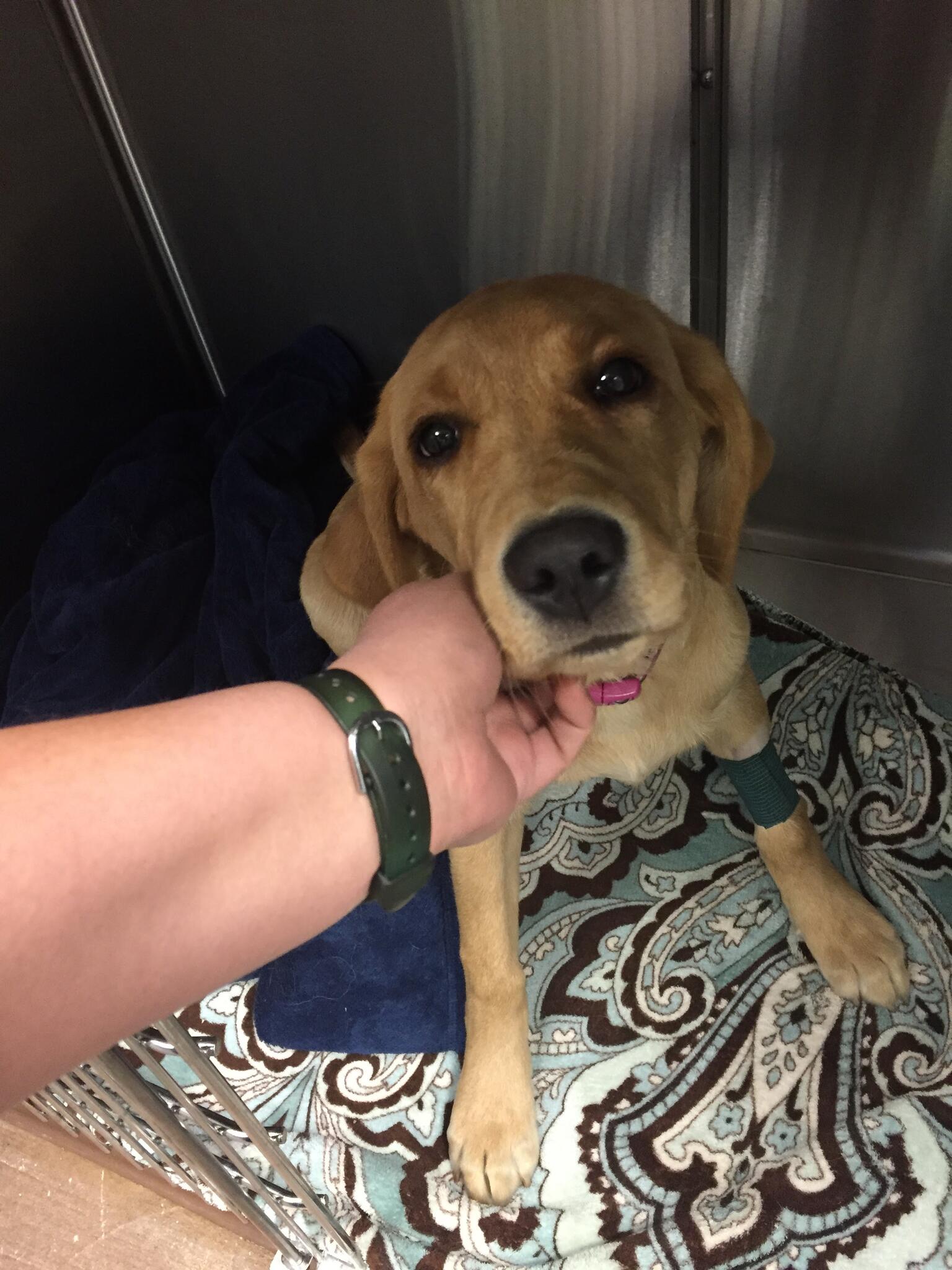 Liberty Animal Hospital Westminster