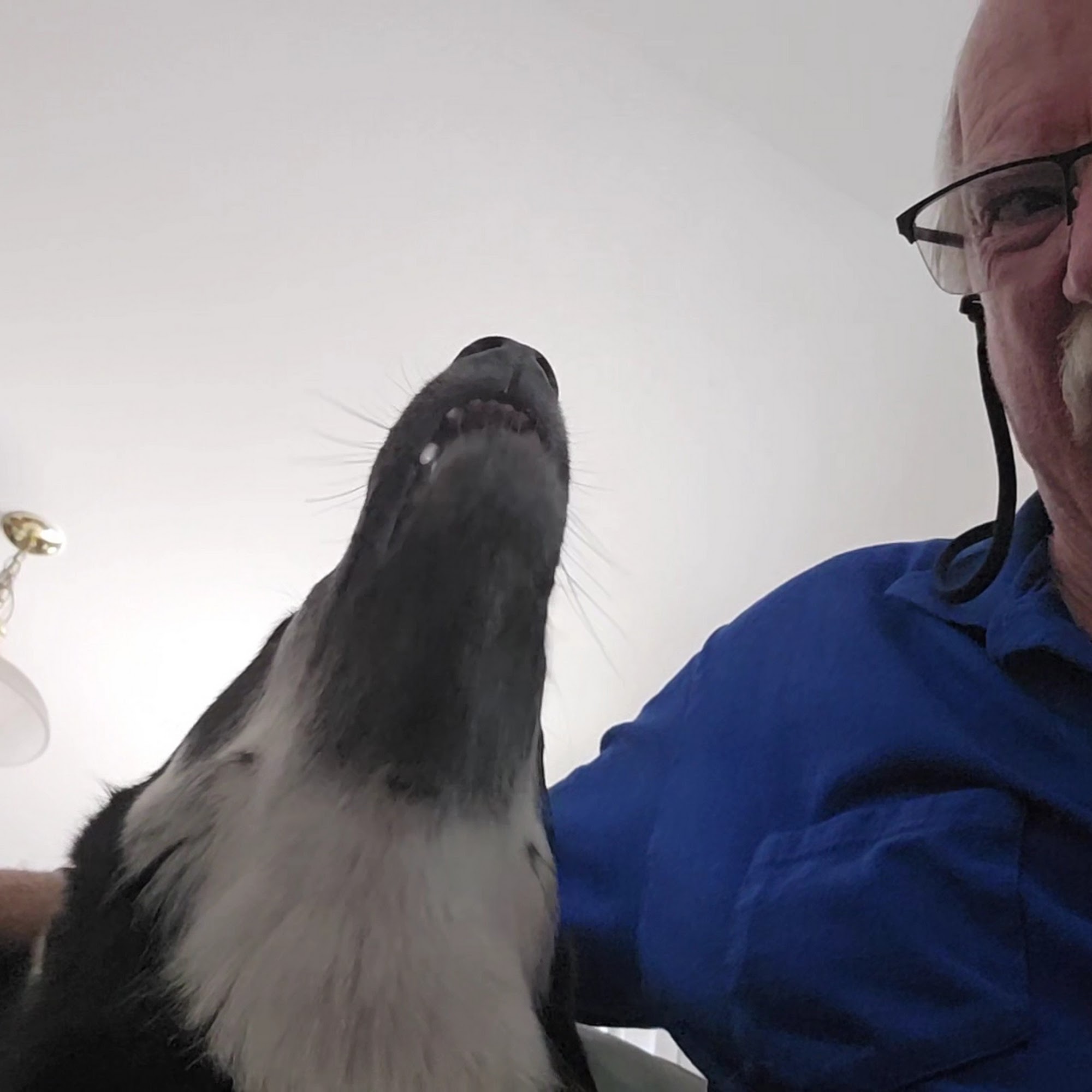 Arrowhead Animal Hospital Westminster