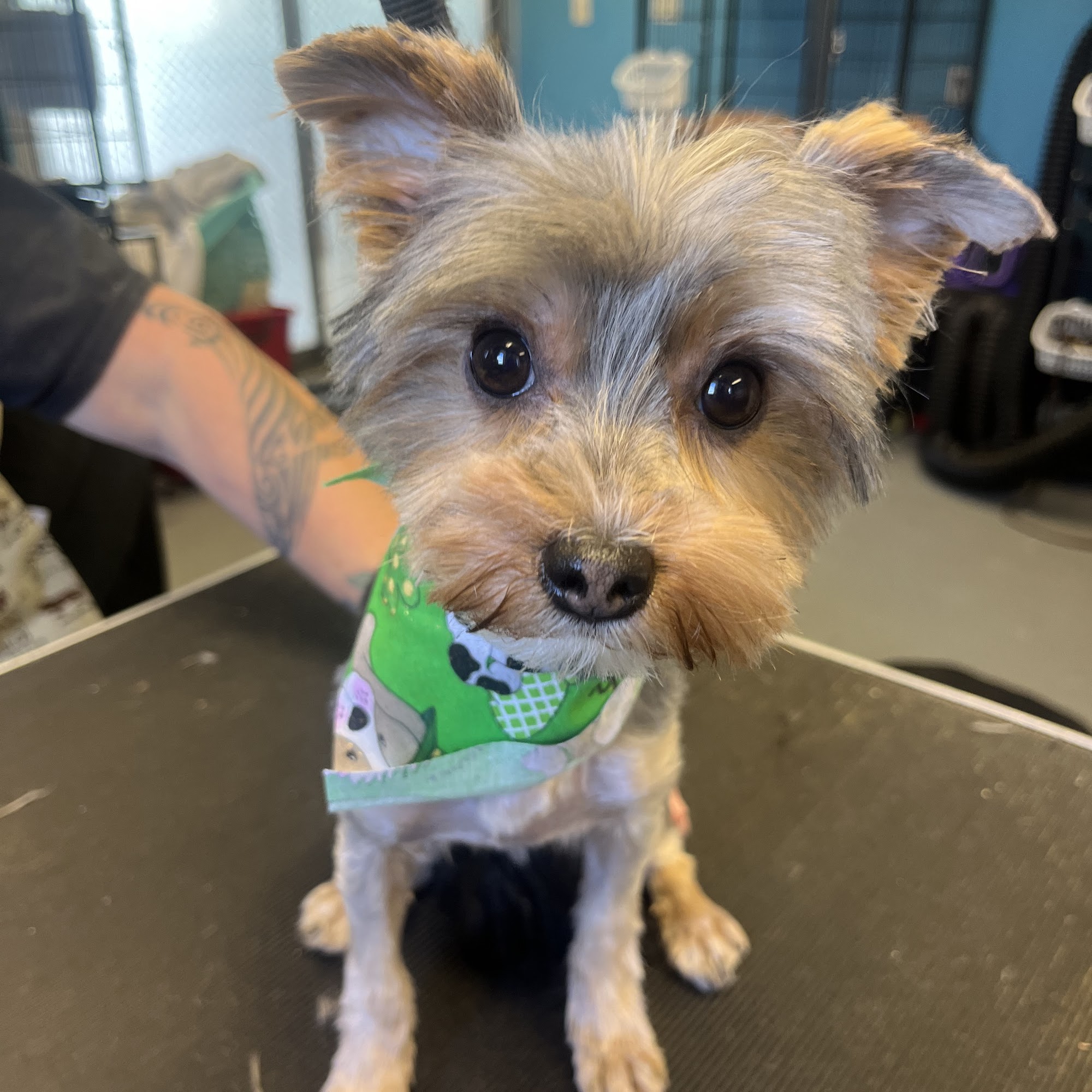 Baileys Pet Spaw Westminster