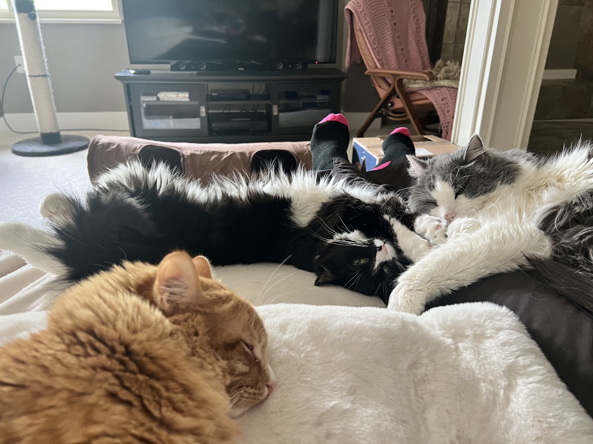 Clear Creek Animal Hospital Wheat Ridge