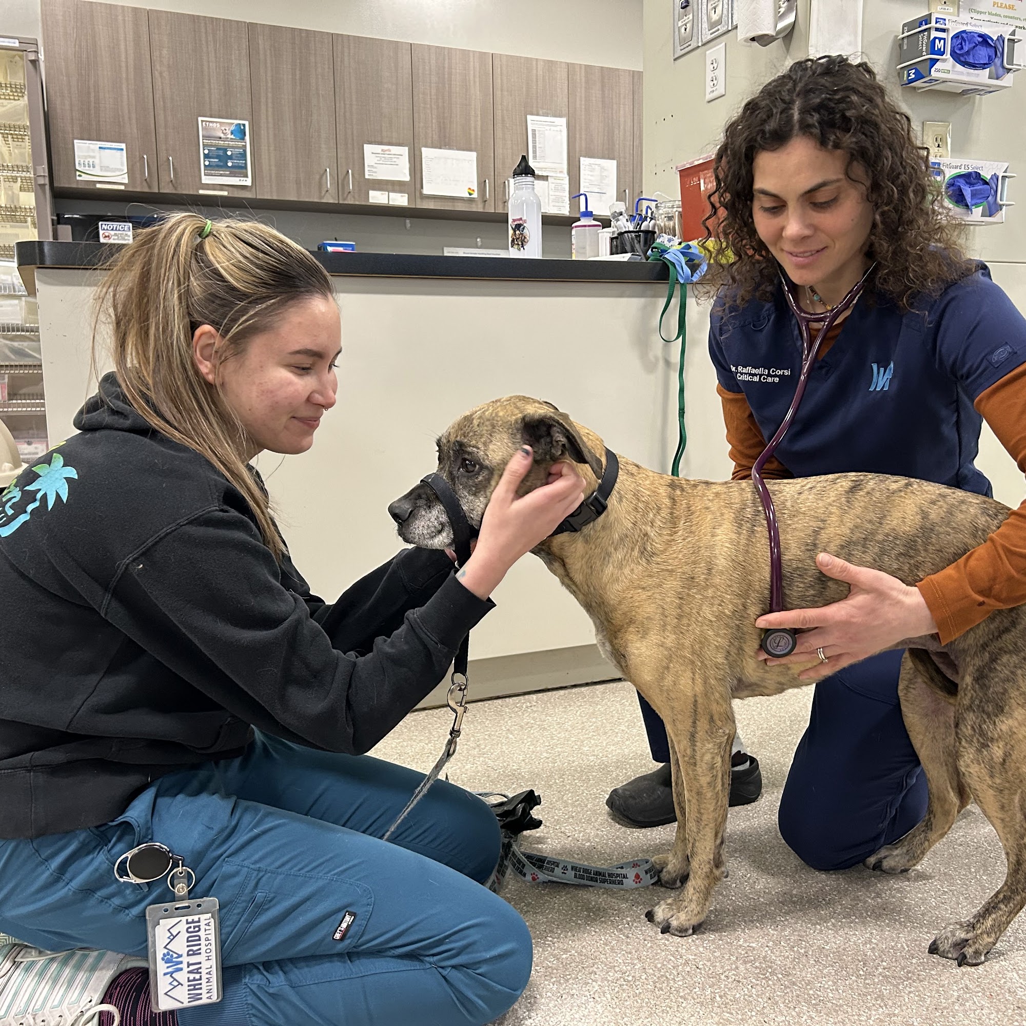 Wheat Ridge Animal Hospital Wheat Ridge