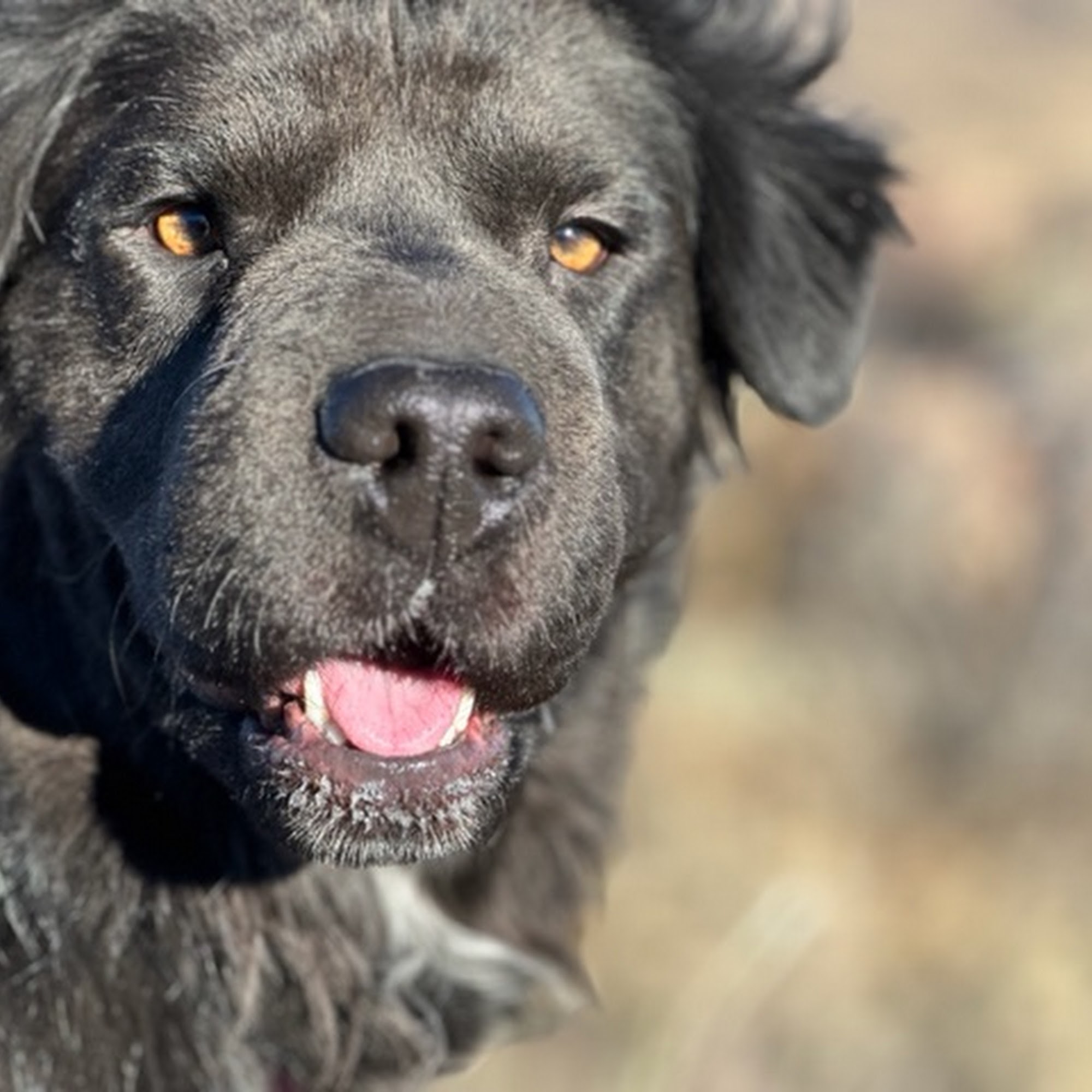 Mobile Small Animal Clinic Wheat Ridge