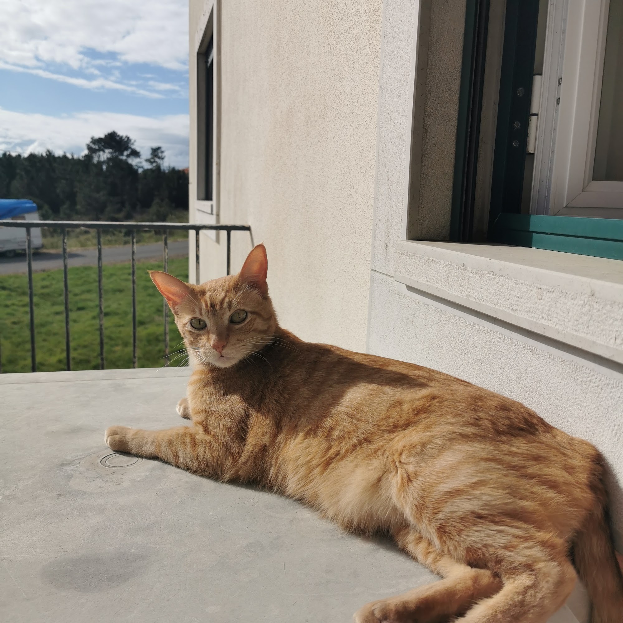 Cats Cradle Cattery Wheat Ridge