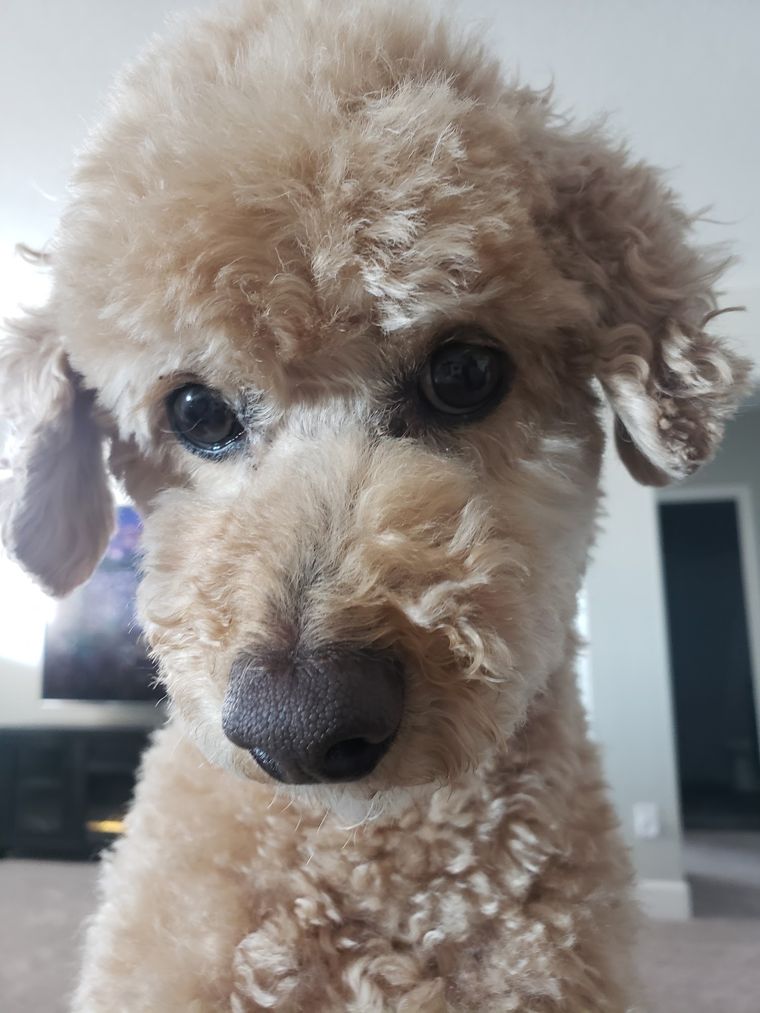 Linda the Groomer Wheat Ridge