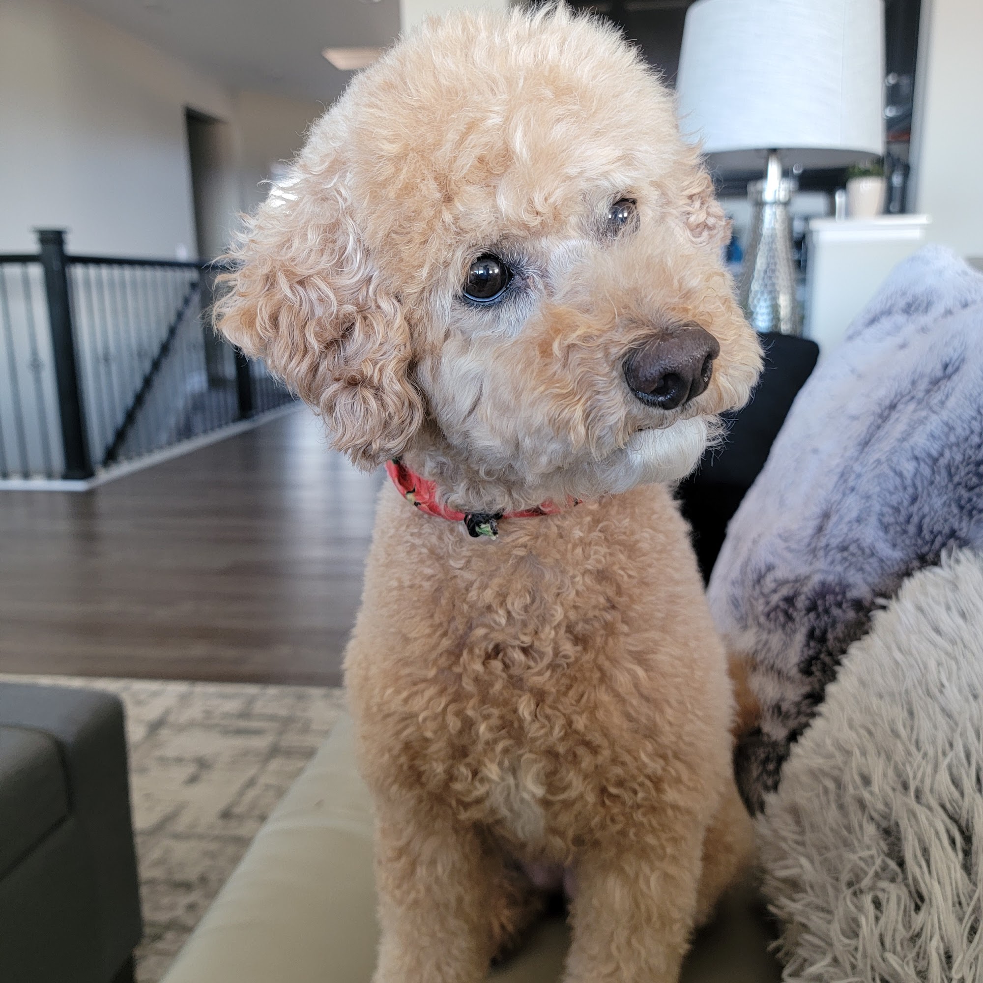 Linda the Groomer Wheat Ridge