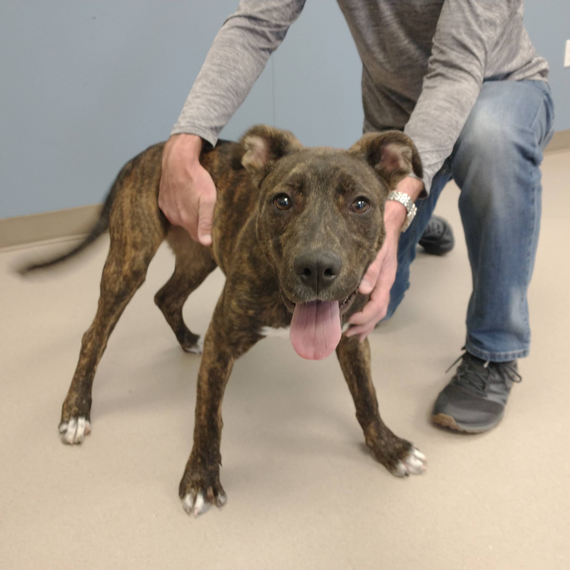 Mesa County Animal Services Whitewater