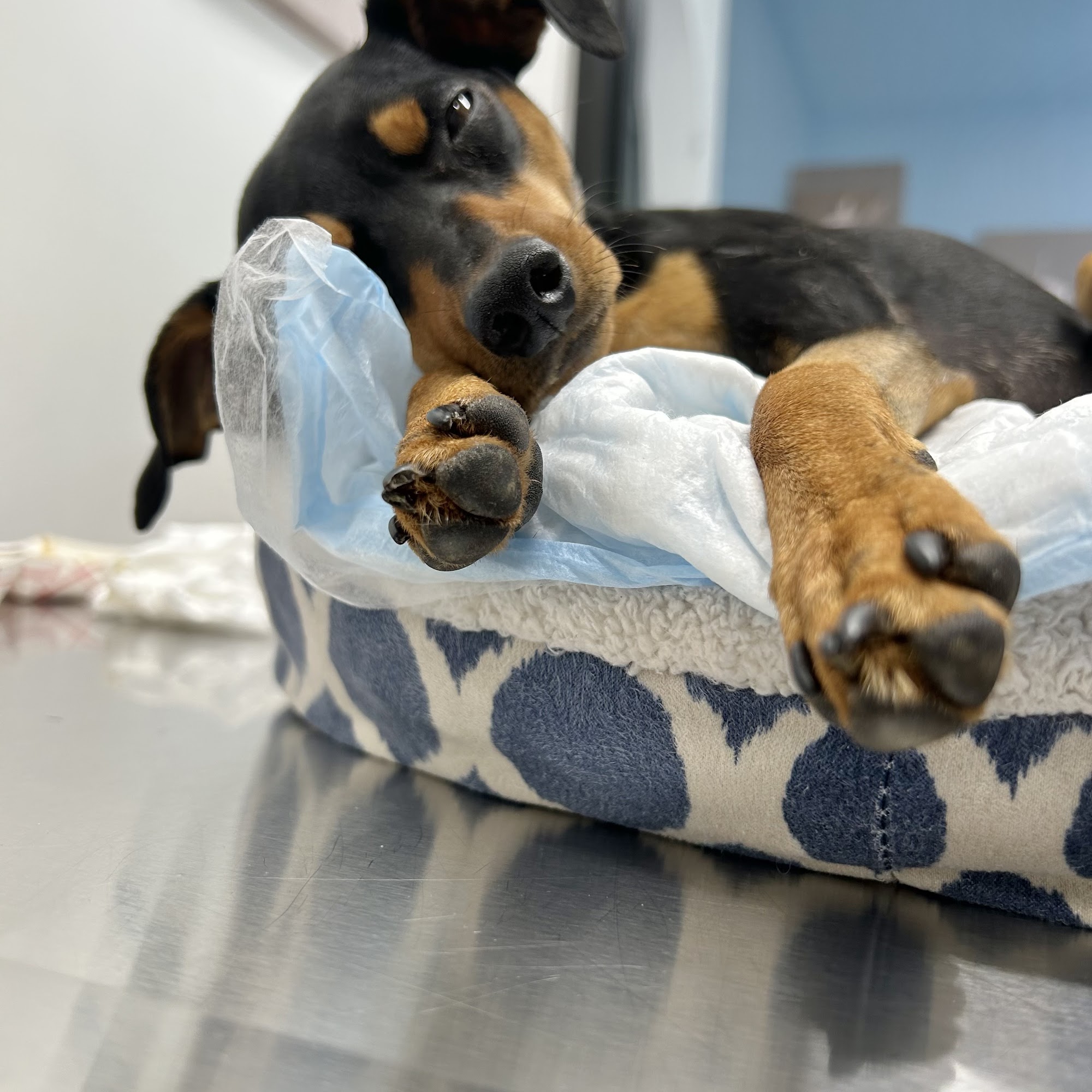 Royal Vista Veterinary Specialists, A Thrive Pet Healthcare Partner Windsor