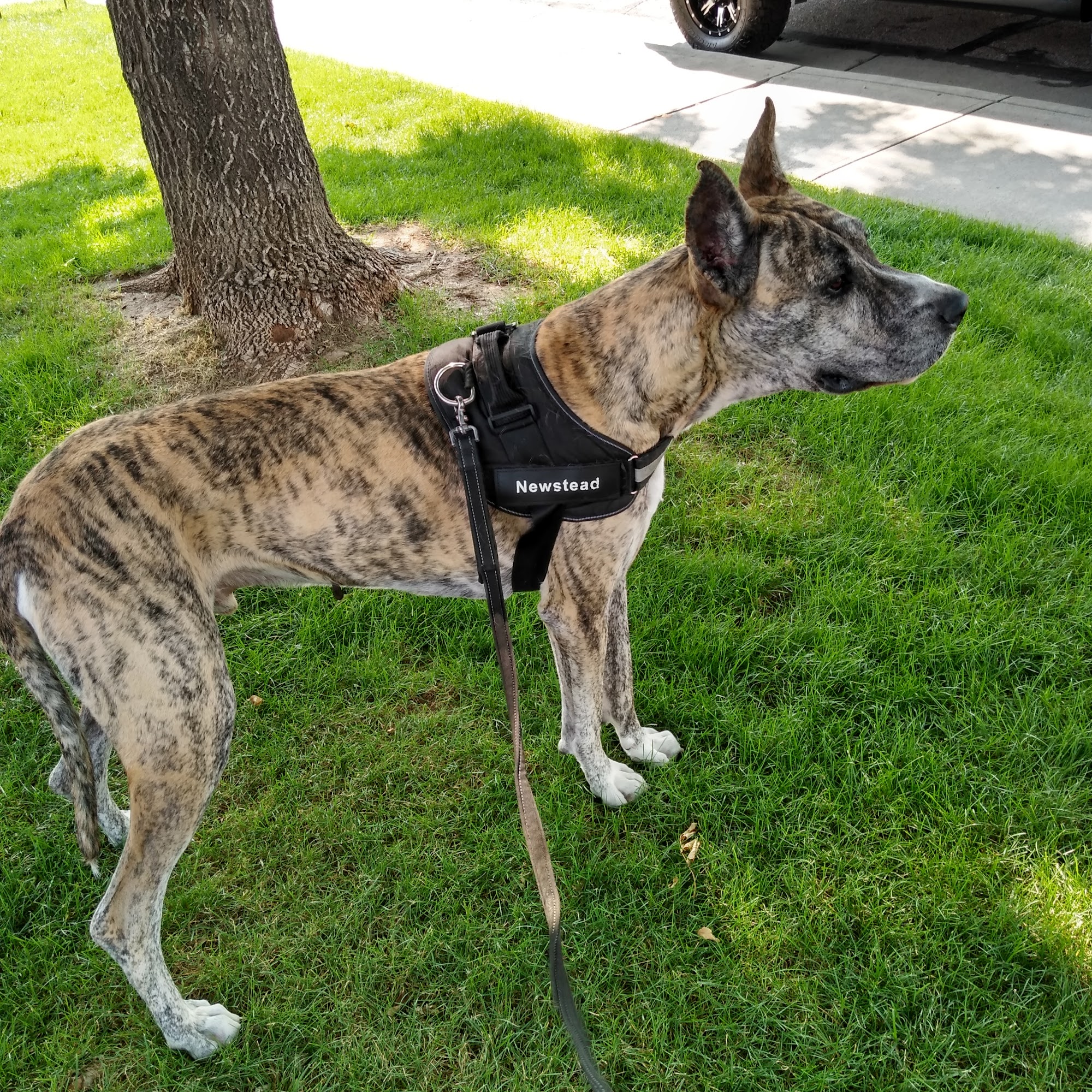 Mountainwood Pet Hospital Windsor