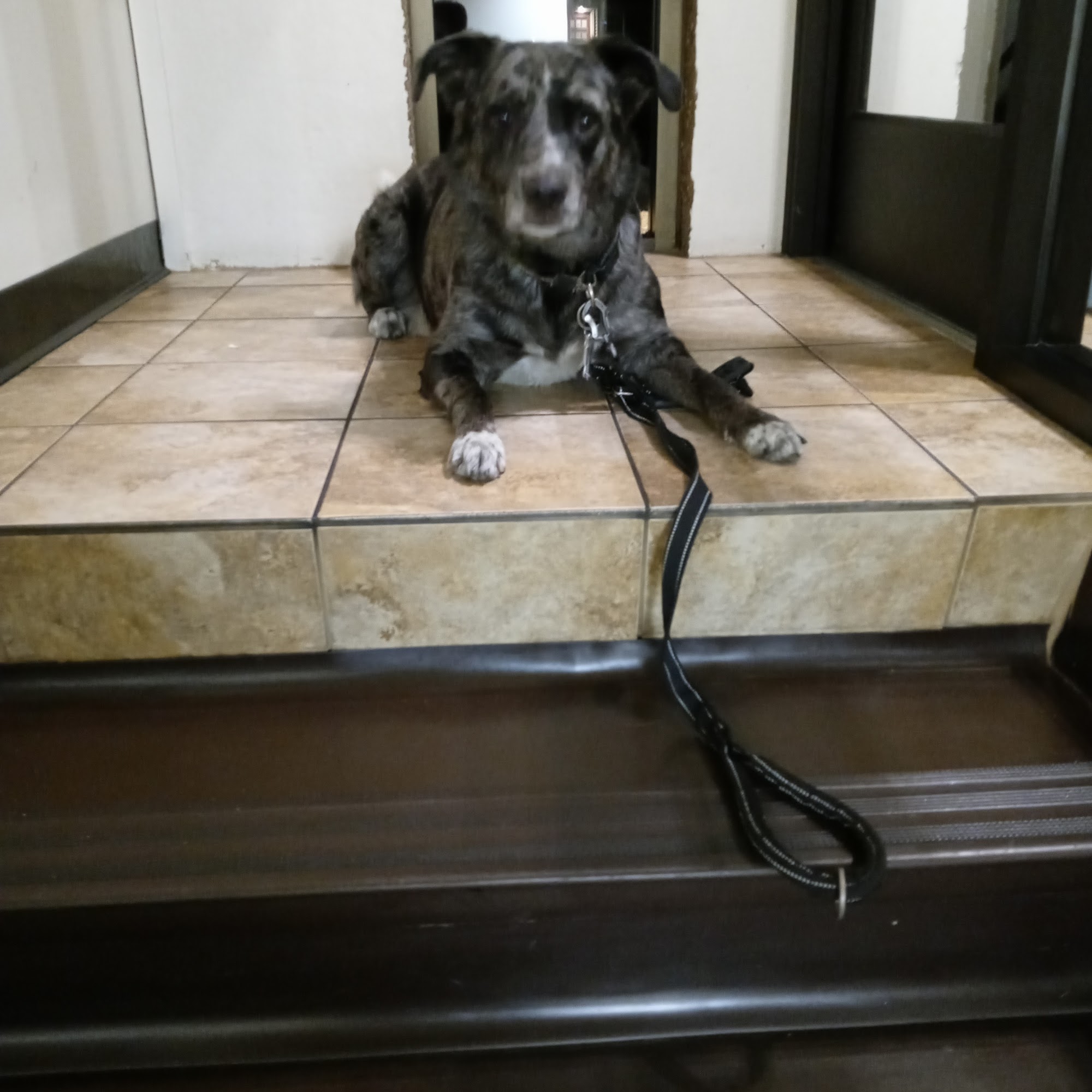 Housecall Vet Windsor