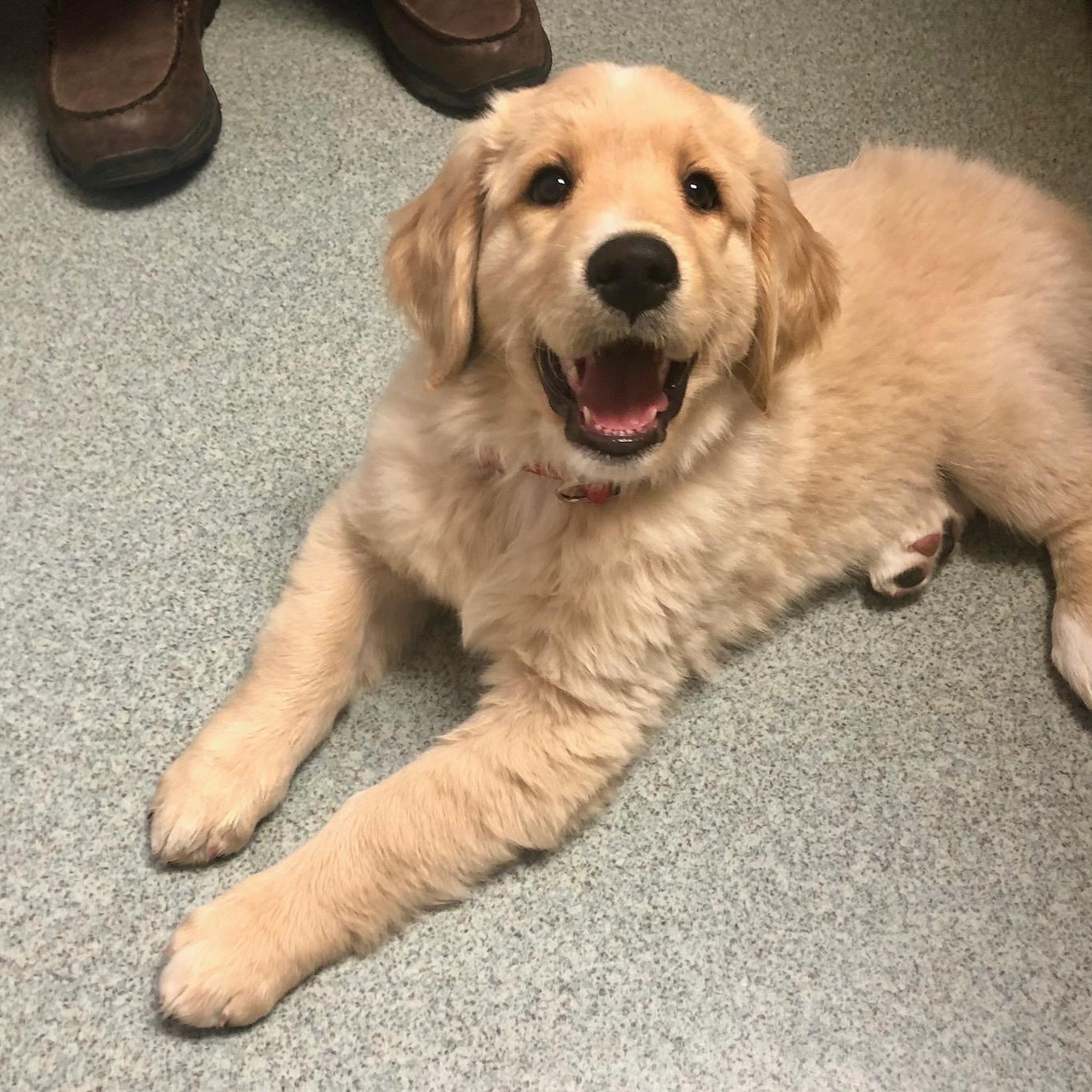 Compassion Animal Hospital Woodland Park