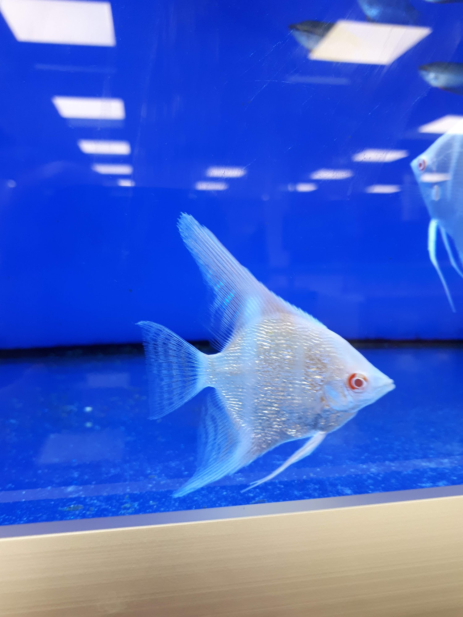 Pets at Home St Austell