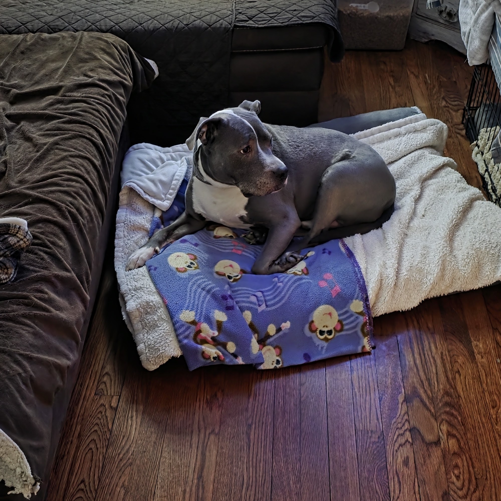 Ansonia Westfield Veterinary Hospital Ansonia