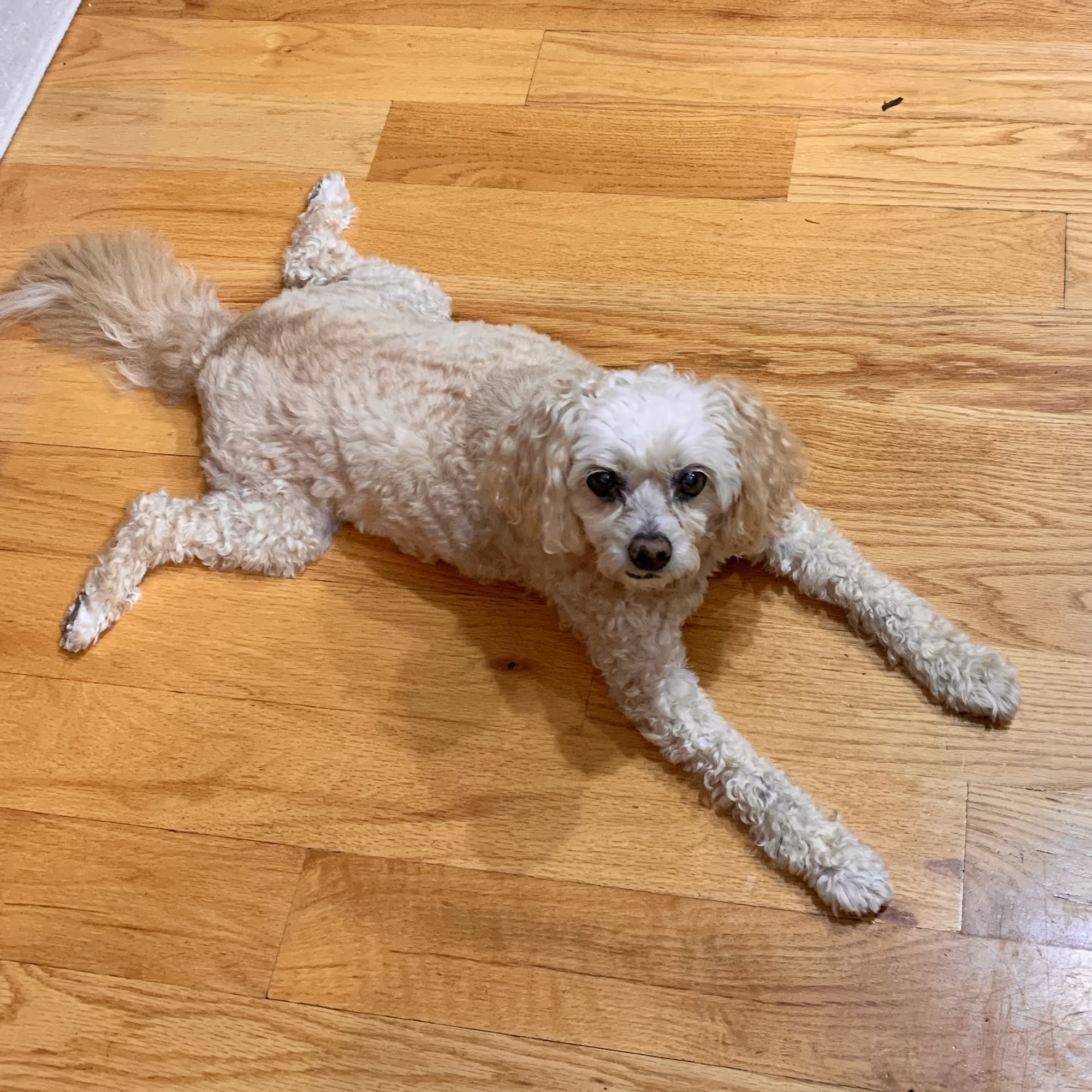 Progressive Animal Wellness Avon