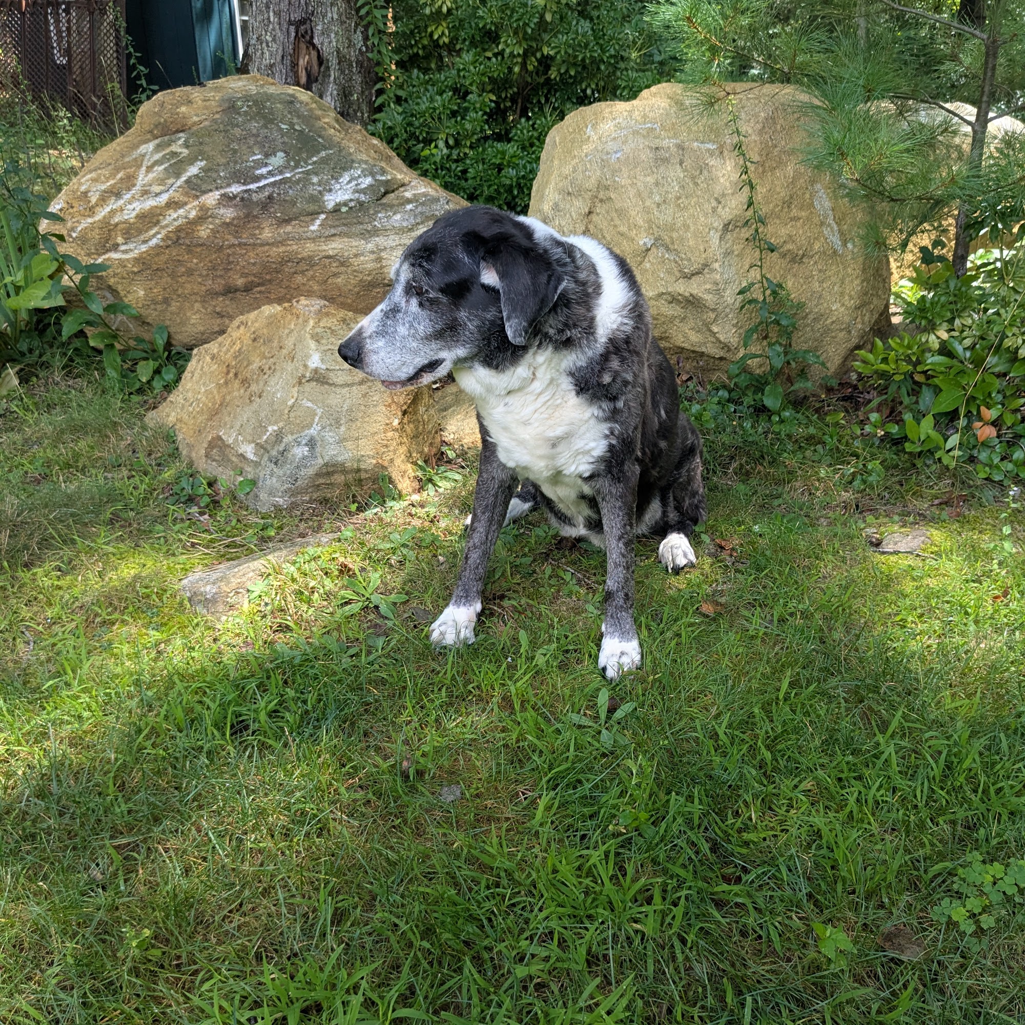 Avon Veterinary Clinic: Morganti Thomas D DVM Avon