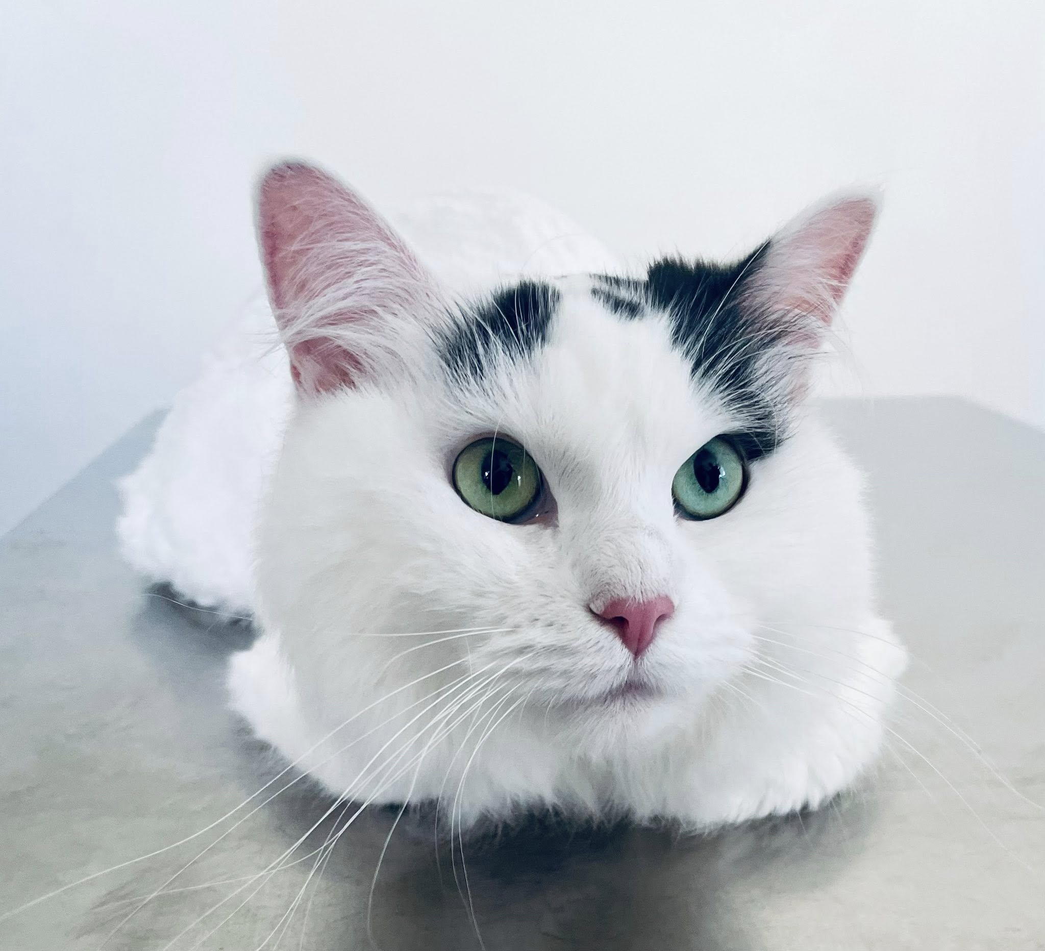 Cat's Meow Resort Avon