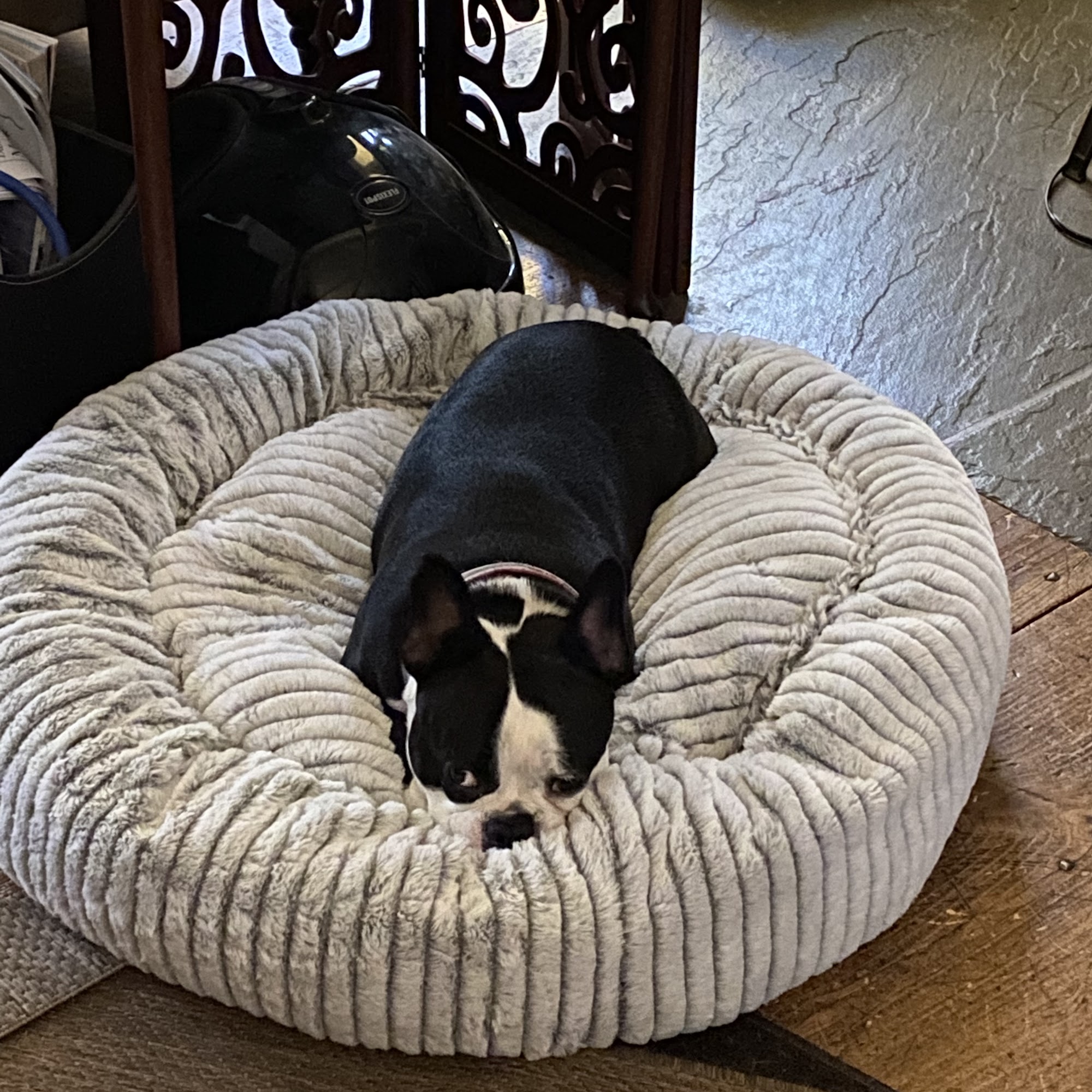 Shupenis Christine G DVM Bantam