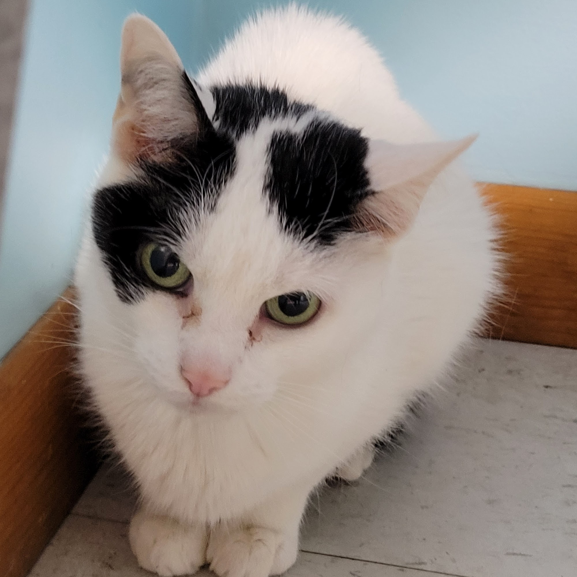 Kensington Bird & Animal Hospital Berlin