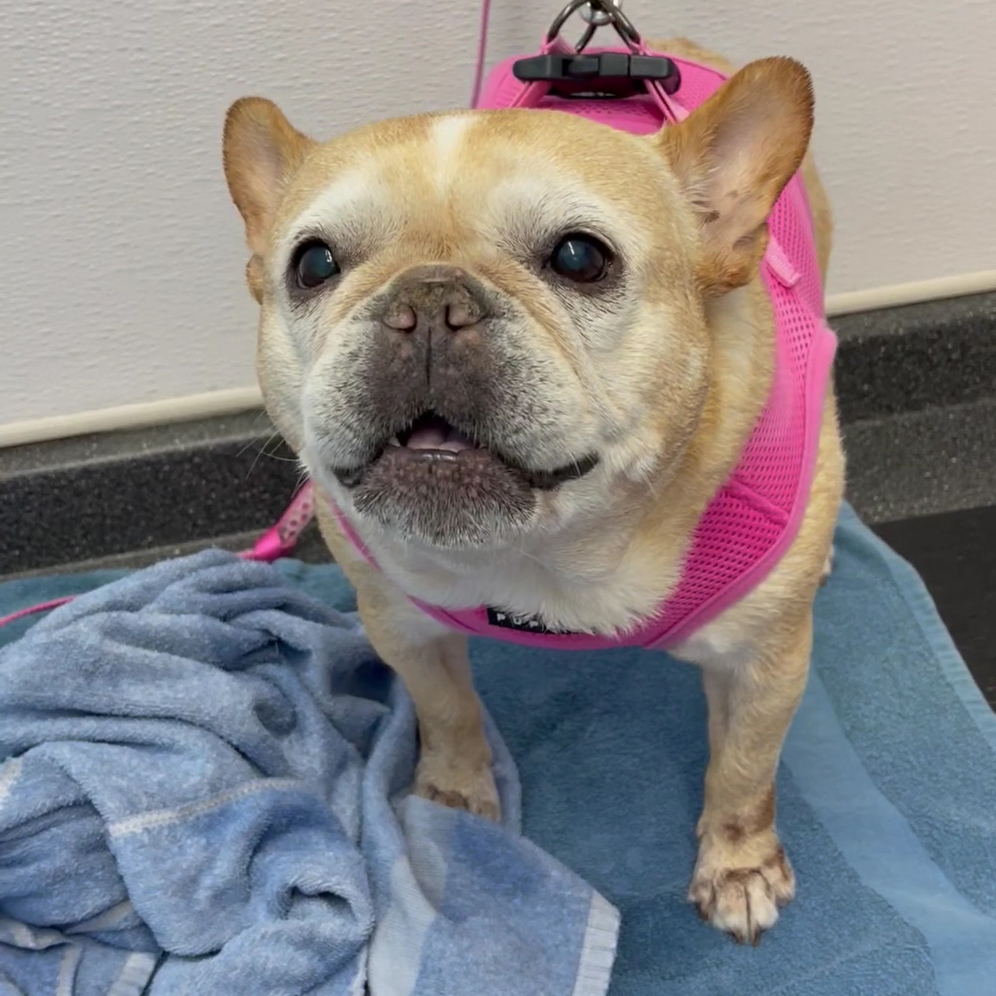 Dirty Dog DIY Pet Wash & Pawstry Shop llc Berlin