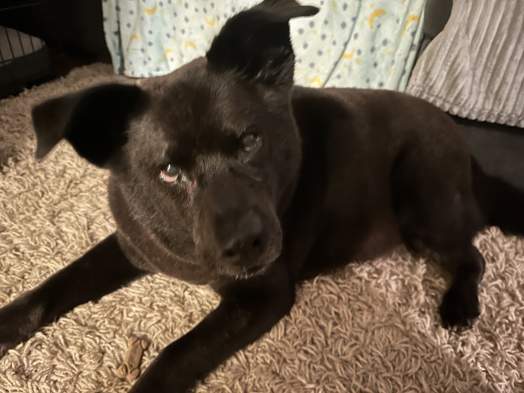 Cuddlesudz Pet Salon Berlin