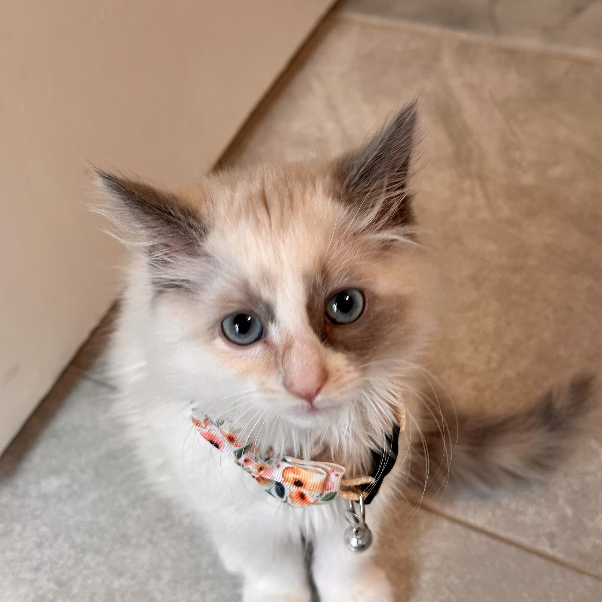 Country Companions Veterinary Bethany