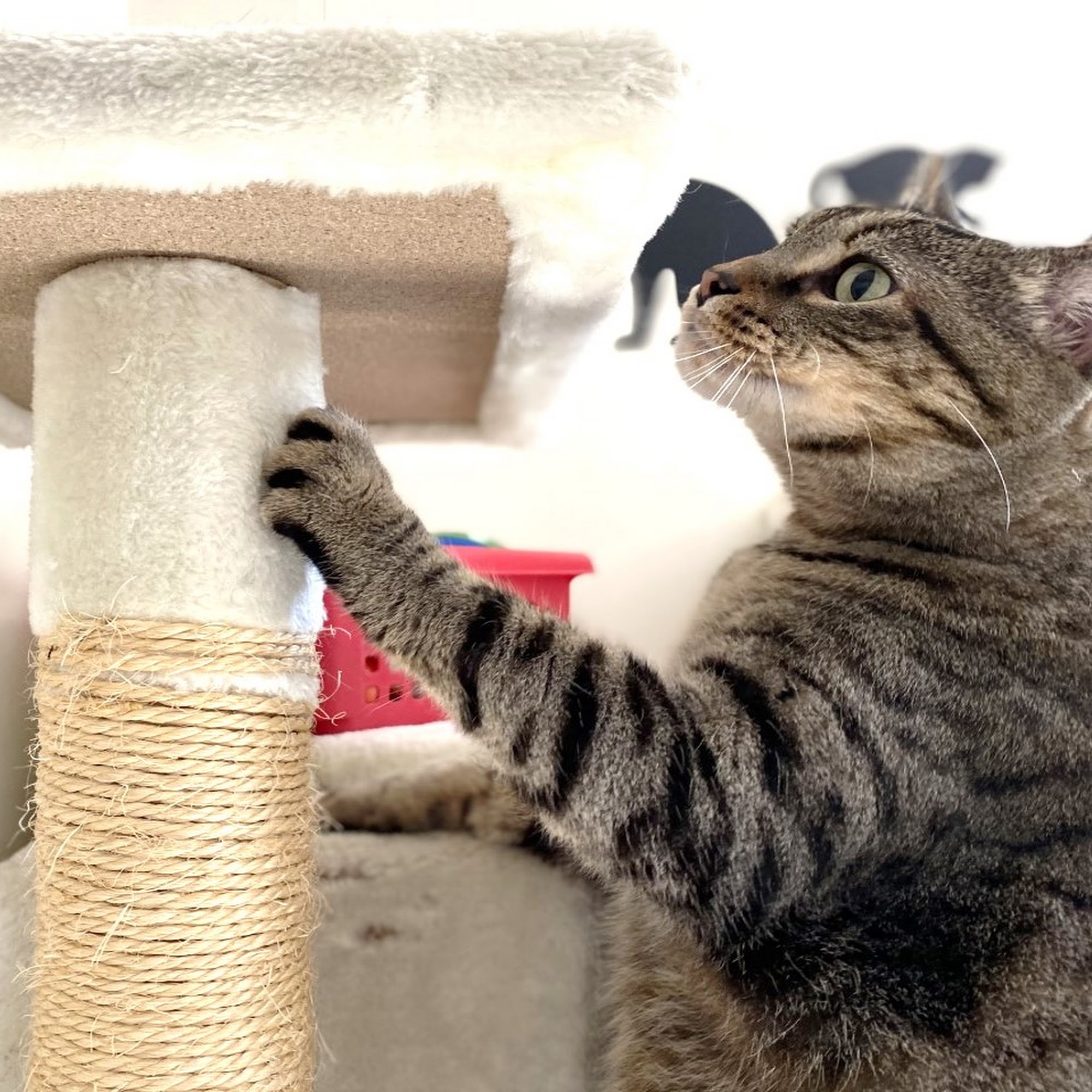 Best Friends Pet Hotel Bethany