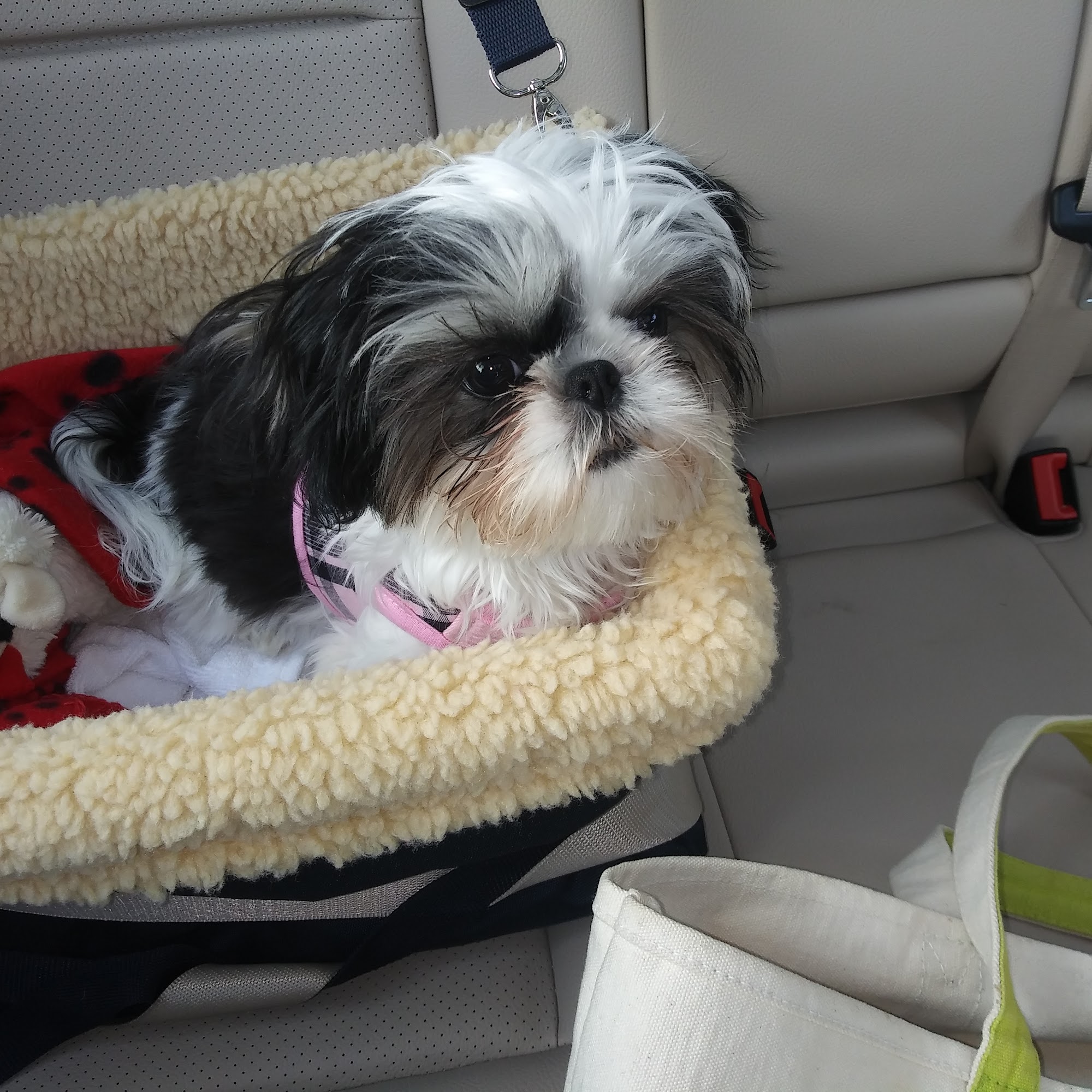 Bethel Village Square Animal Hospital Bethel