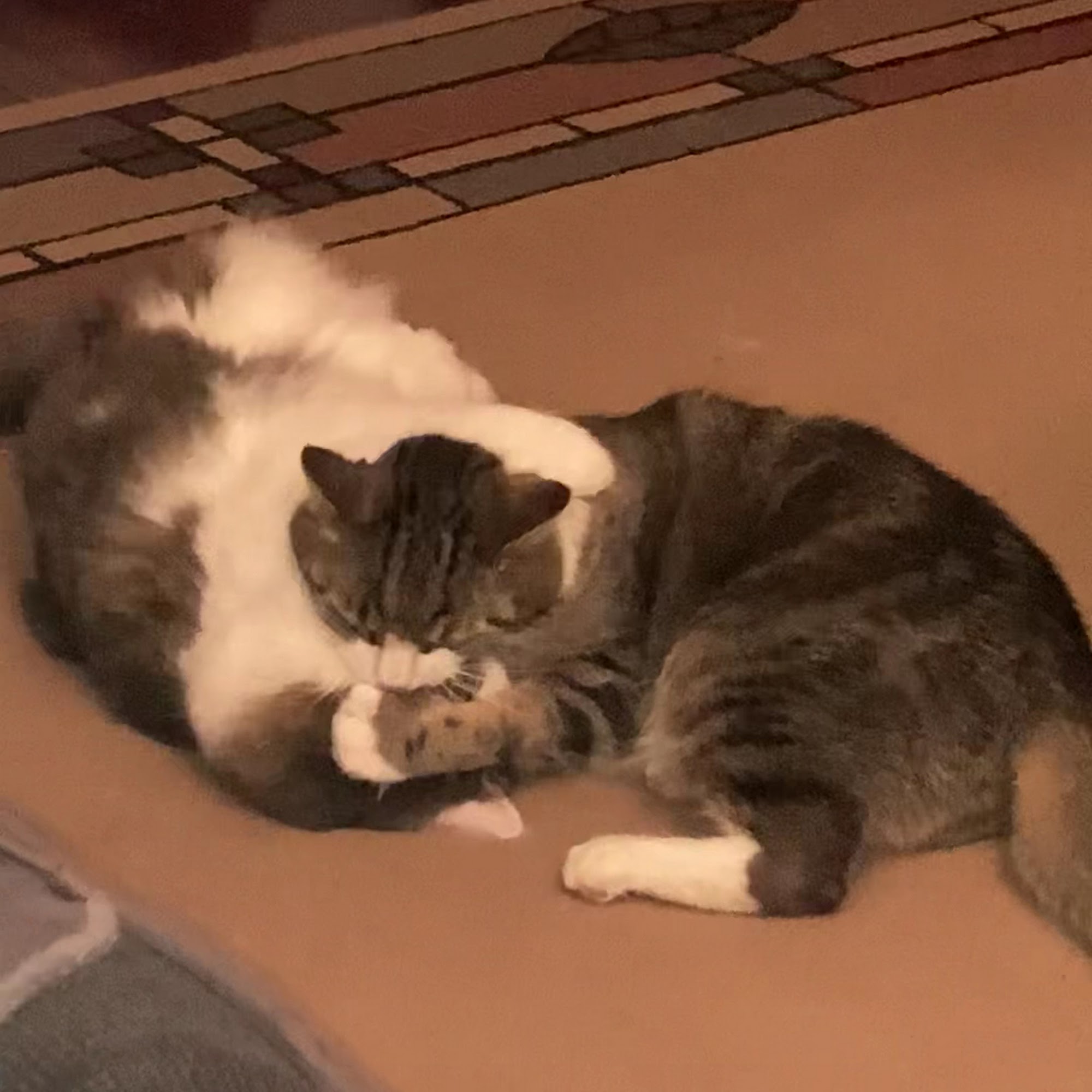 Danbury Animal Welfare Society Bethel