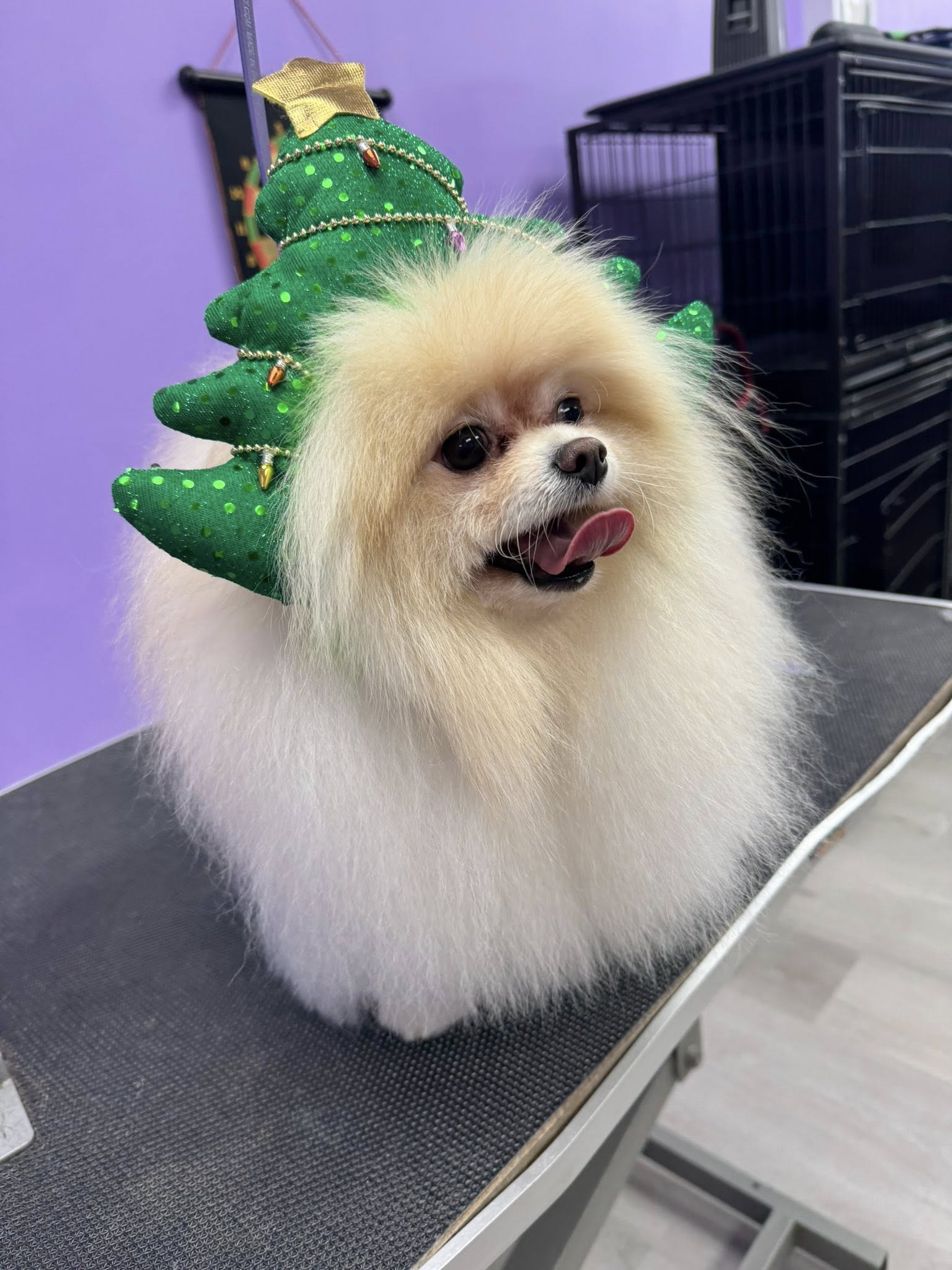 Beyond the Flea Bethel