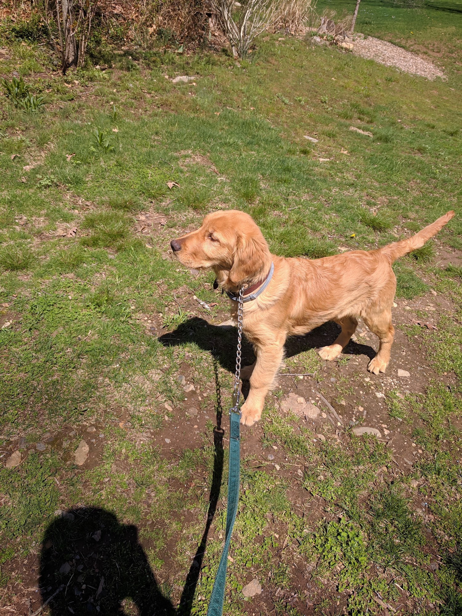 Shoreline Pet Lodge Branford